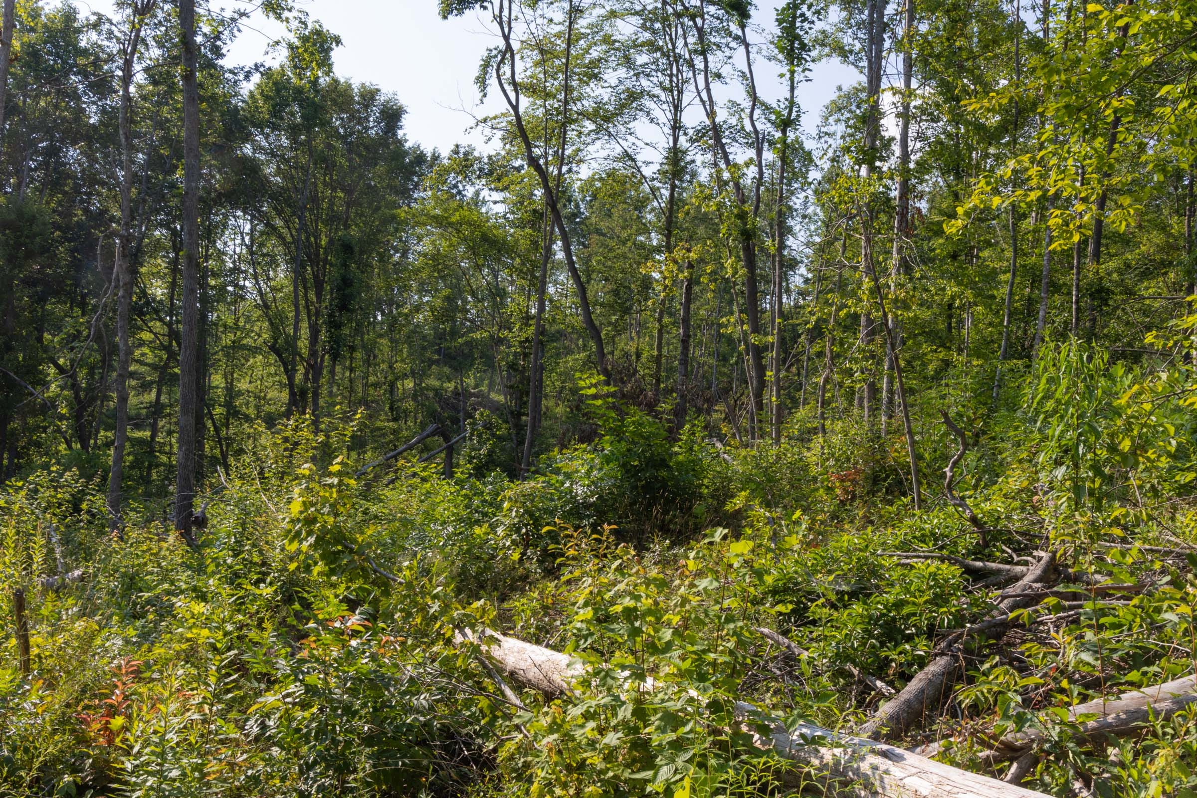 Creek Hollow Phase II Tract 84 photo 8