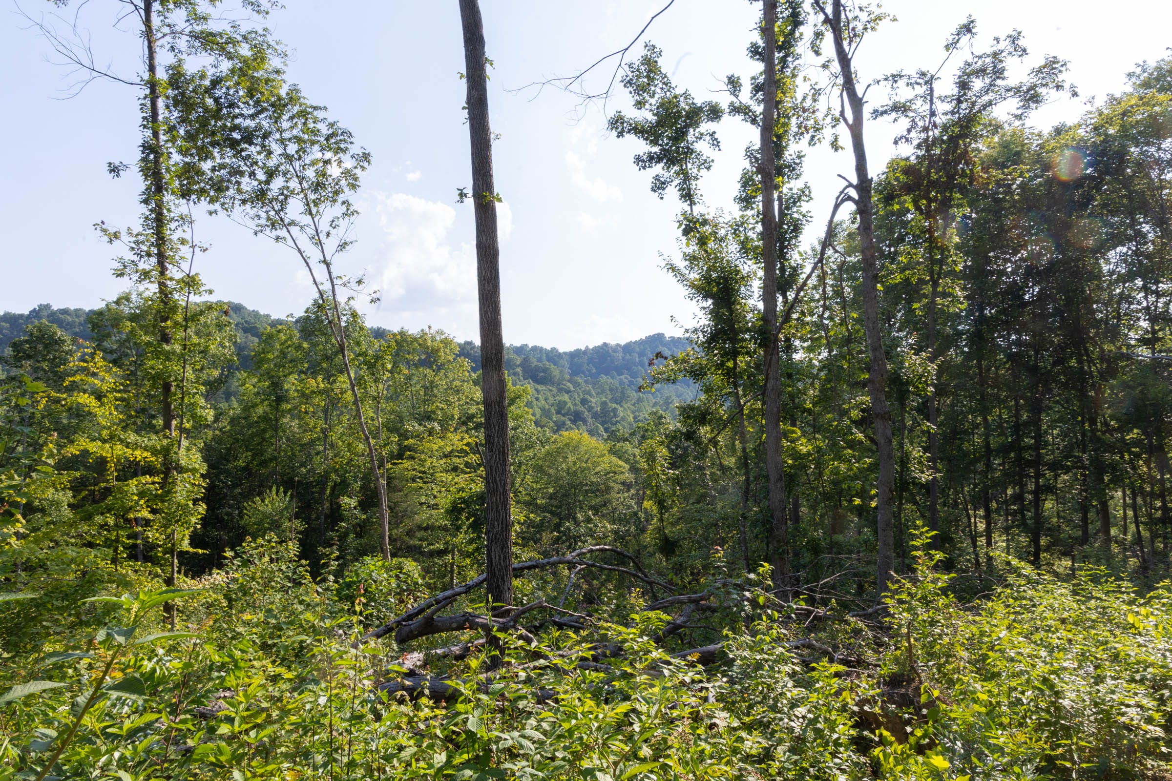 Creek Hollow Phase II Tract 84 photo 6