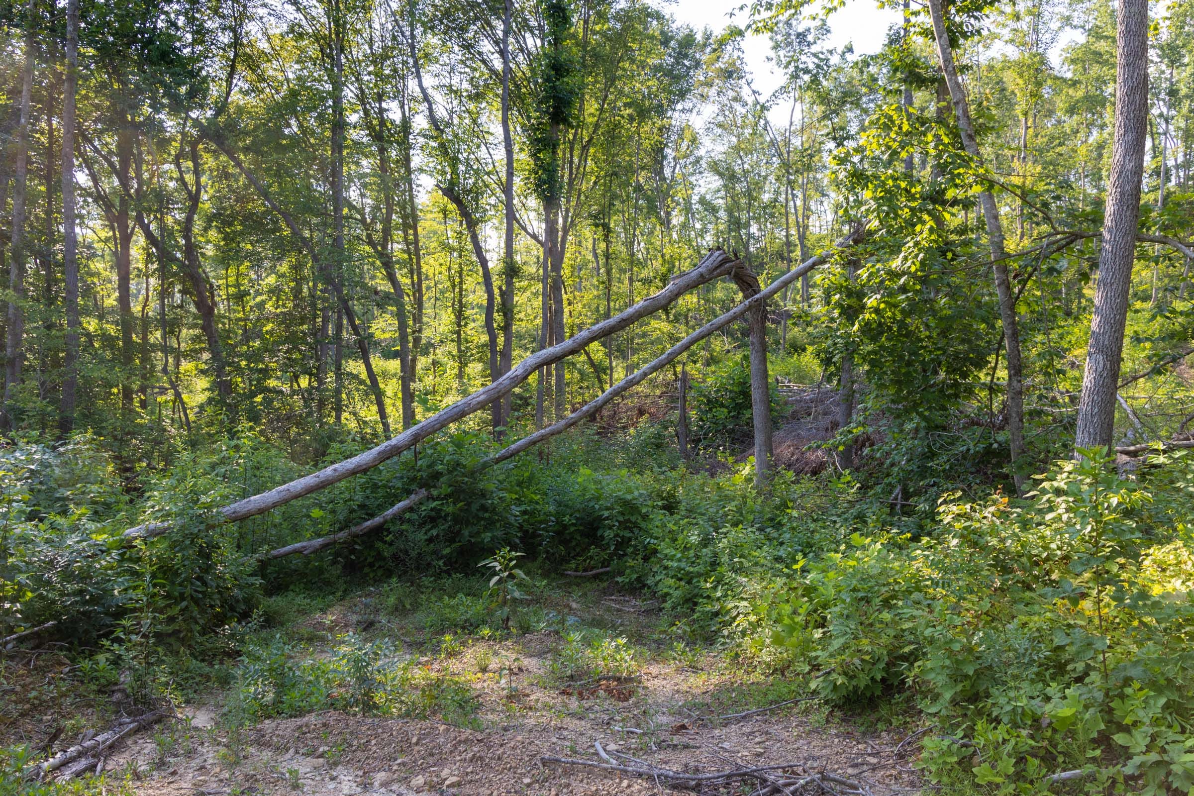 Creek Hollow Phase II Tract 84 photo 5
