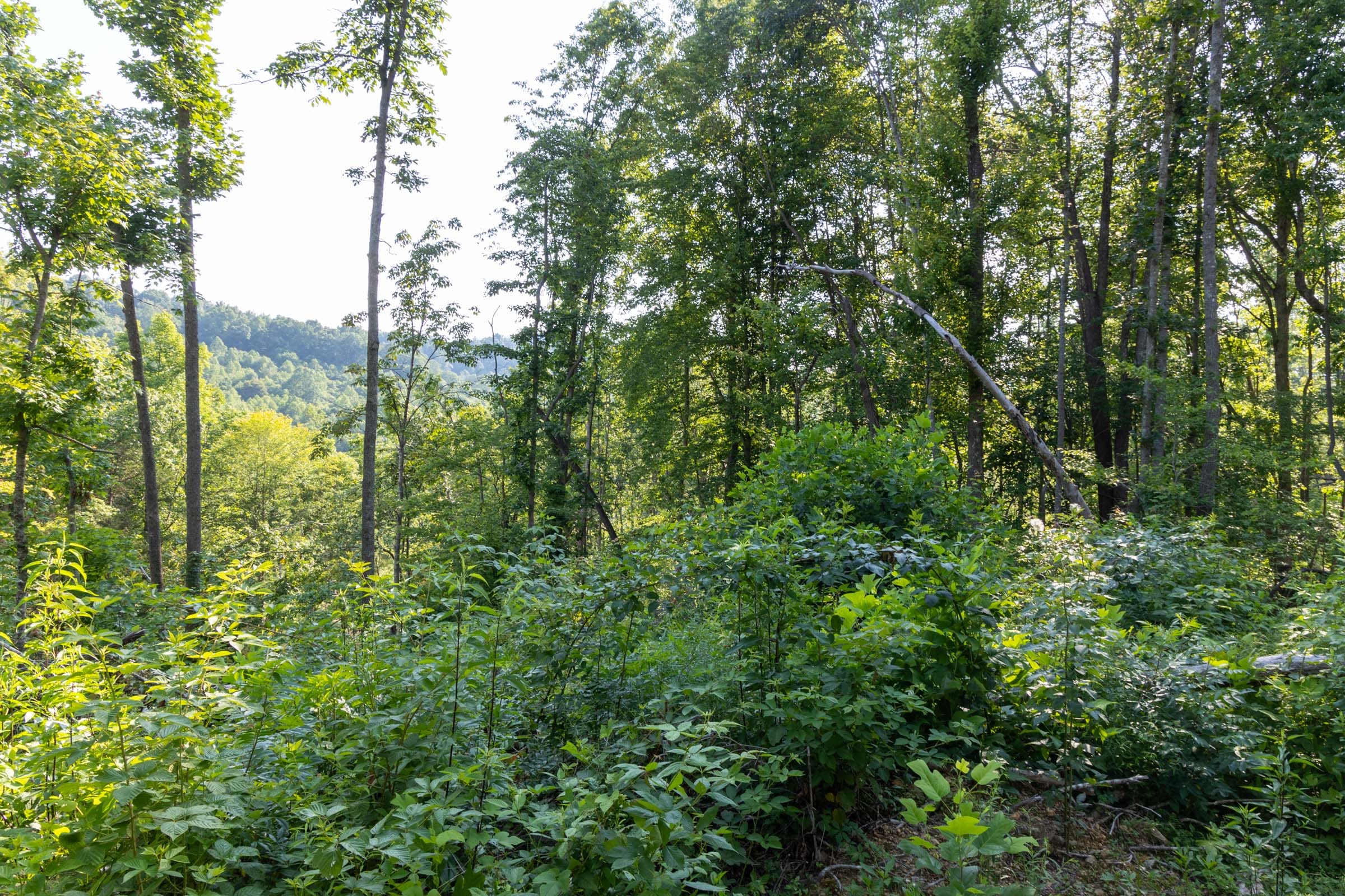 Creek Hollow Phase II Tract 84 photo 4
