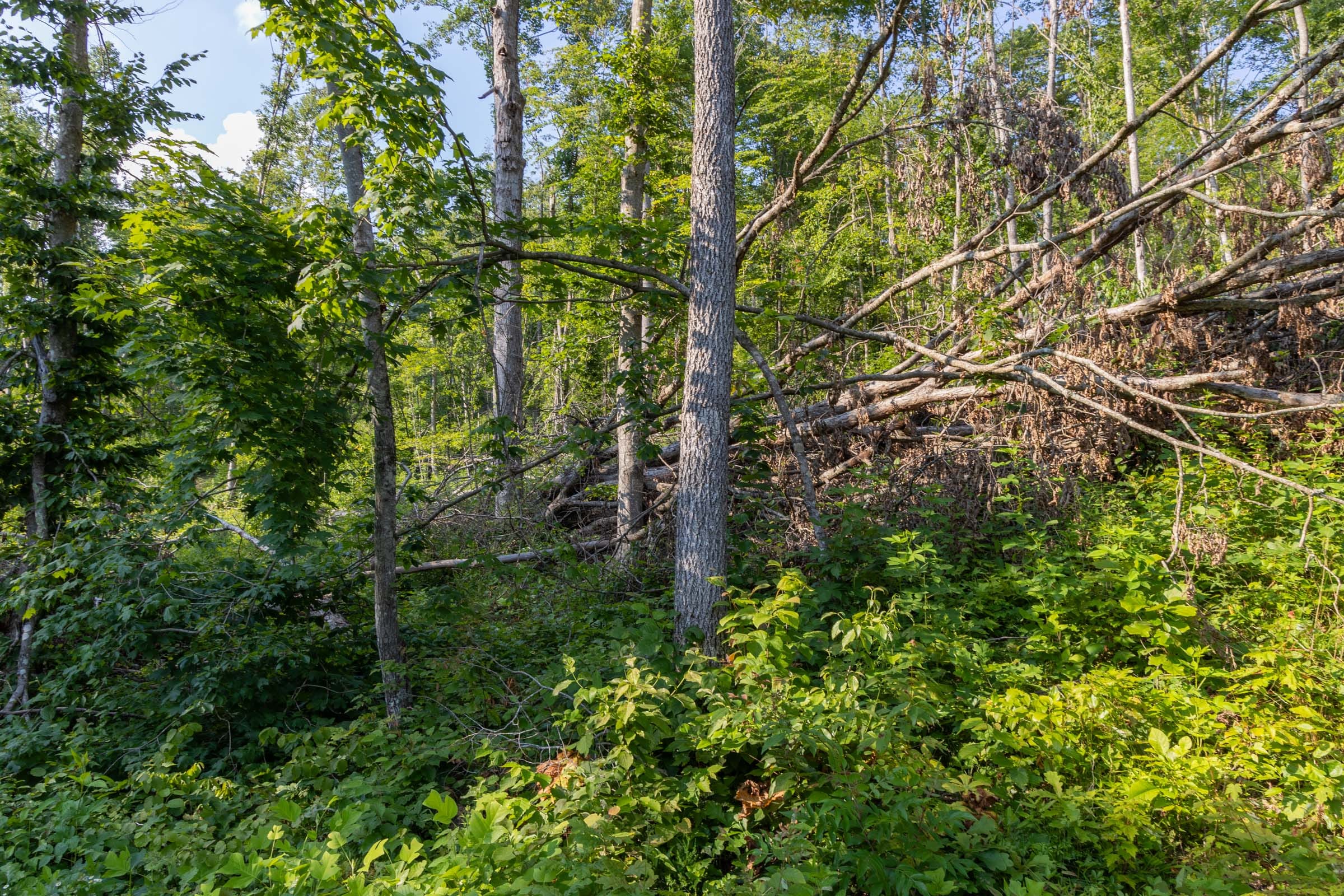 Creek Hollow Phase II Tract 84 photo 3