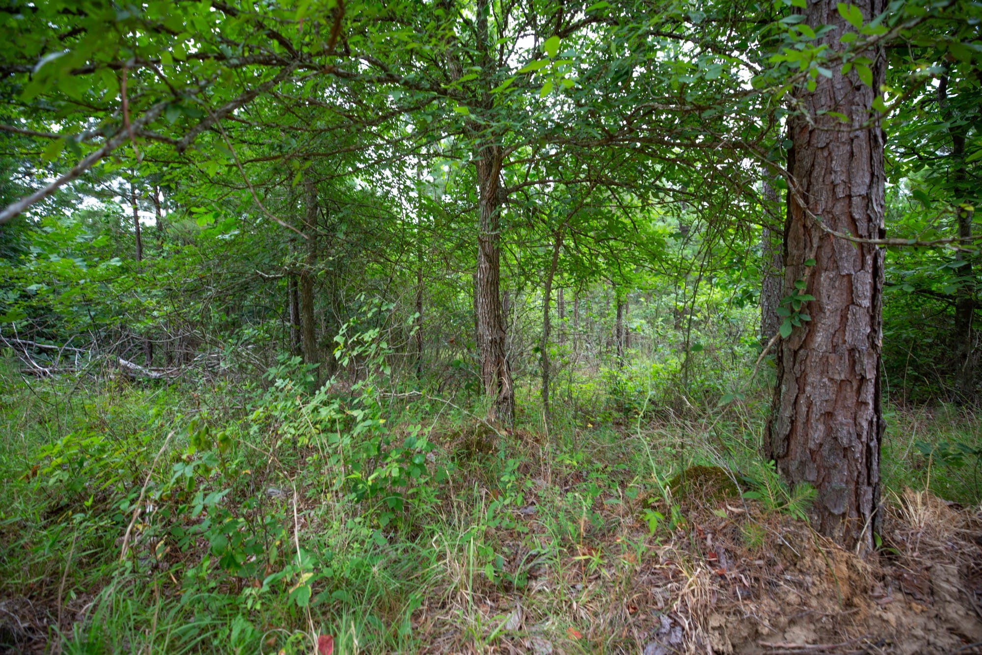 Eagle’s Nest Tract 65 photo 2