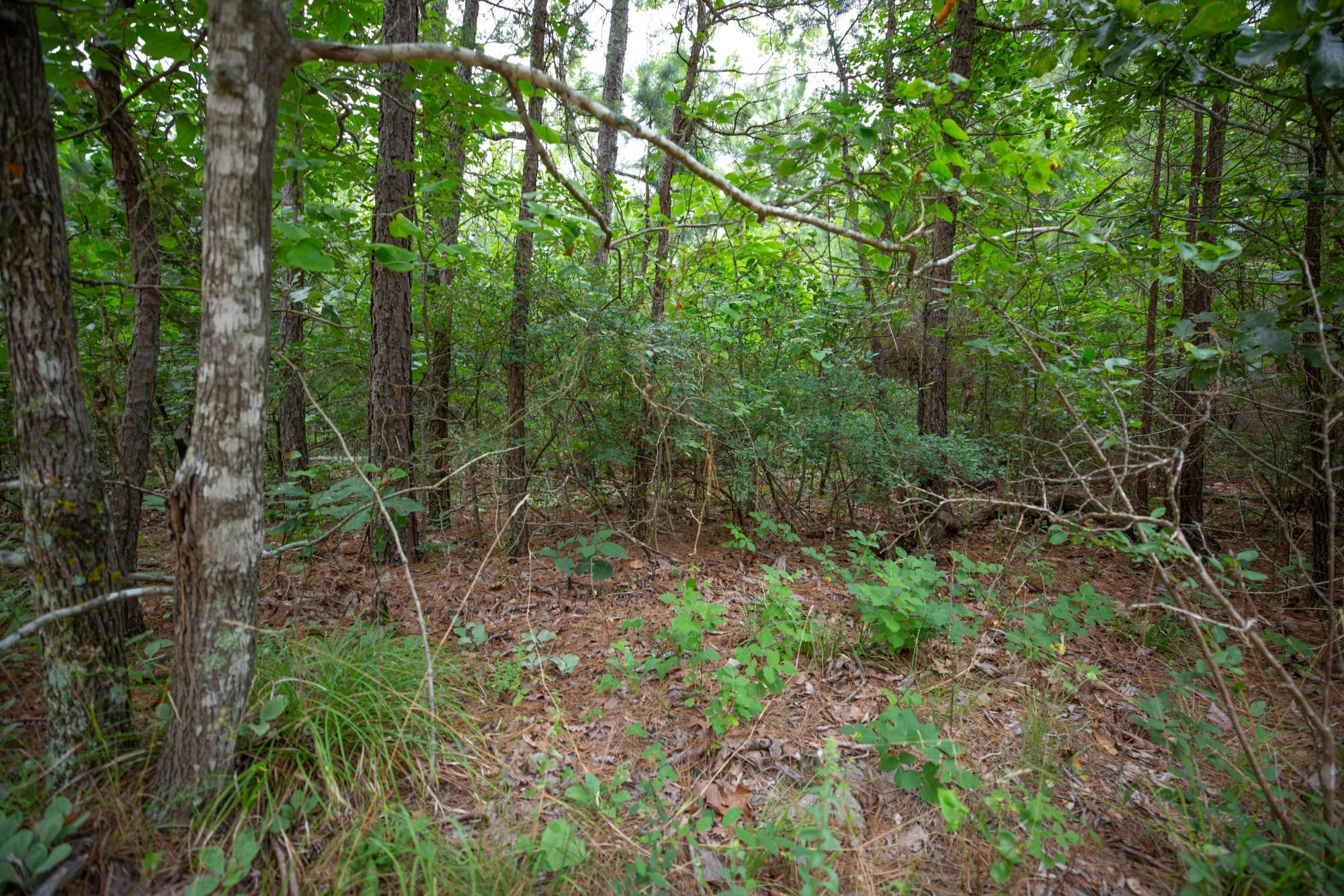 Eagle’s Nest Tract 65 photo 4