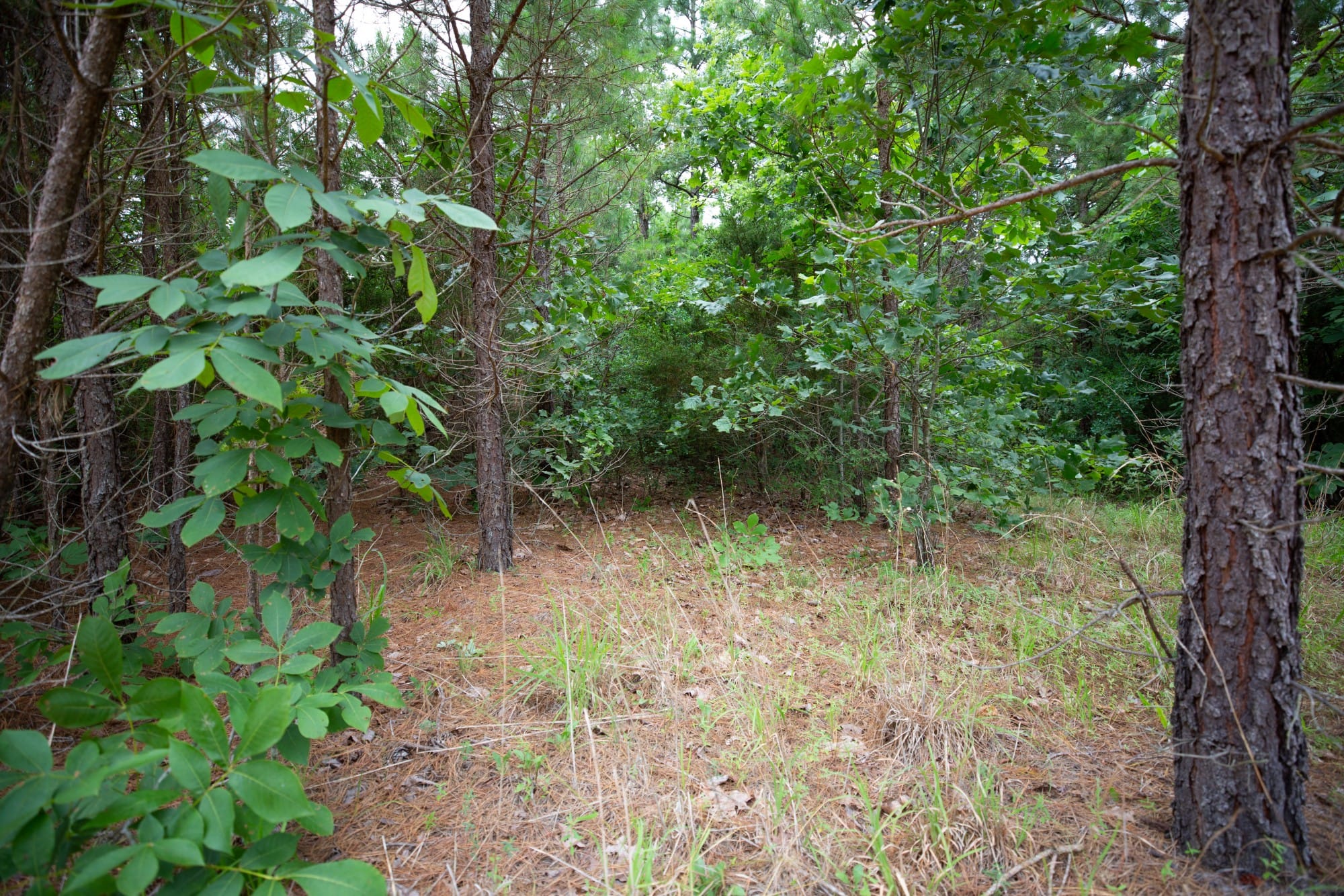 Eagle’s Nest Tract 65 photo 5