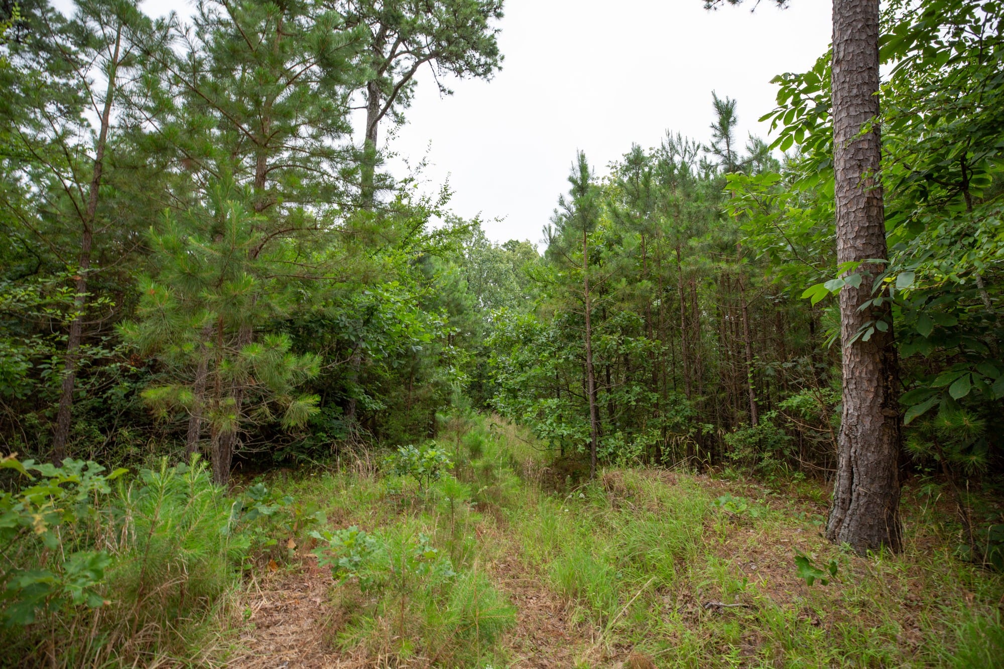 Eagle’s Nest Tract 65 photo 9