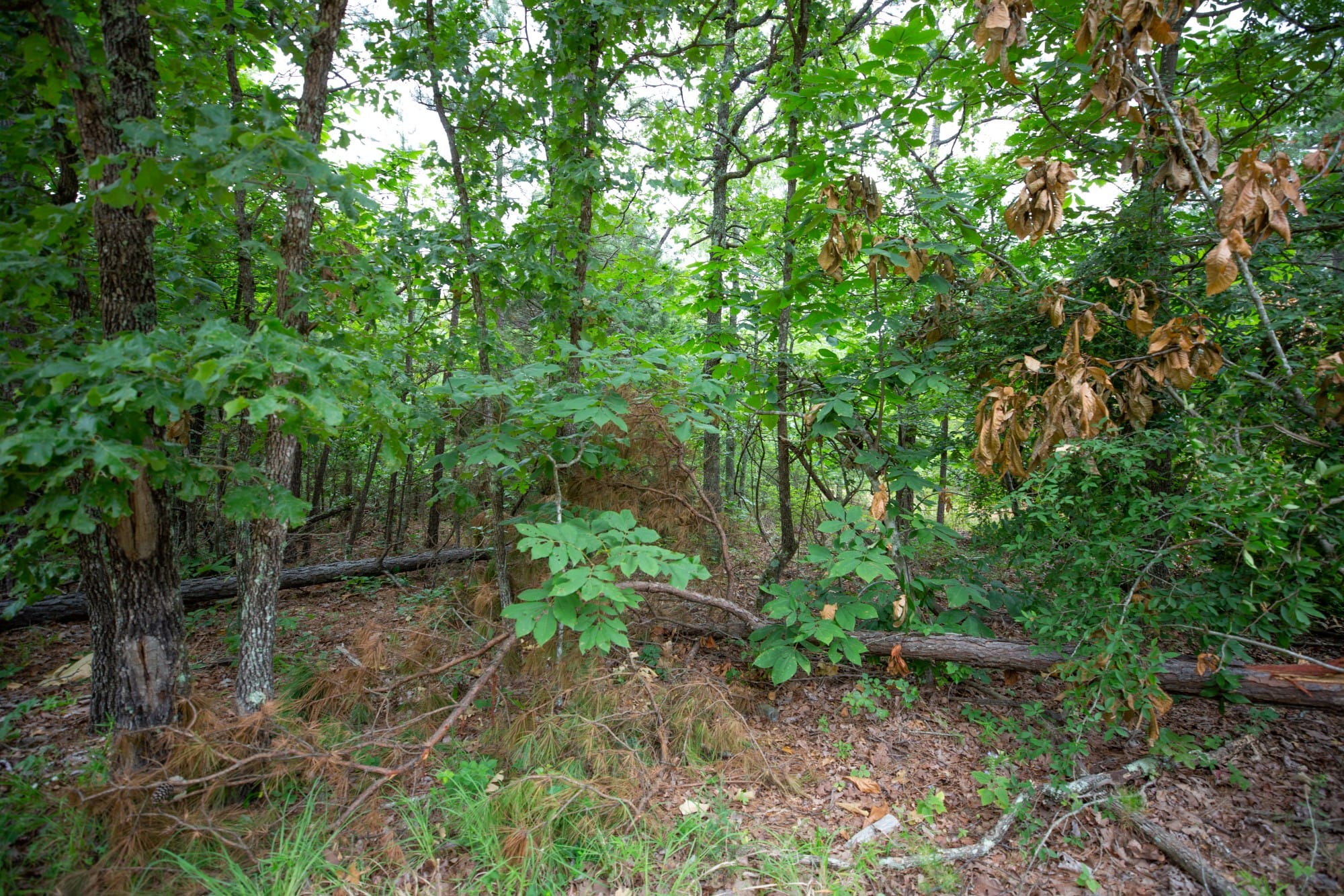 Eagle’s Nest Tract 65 photo 12
