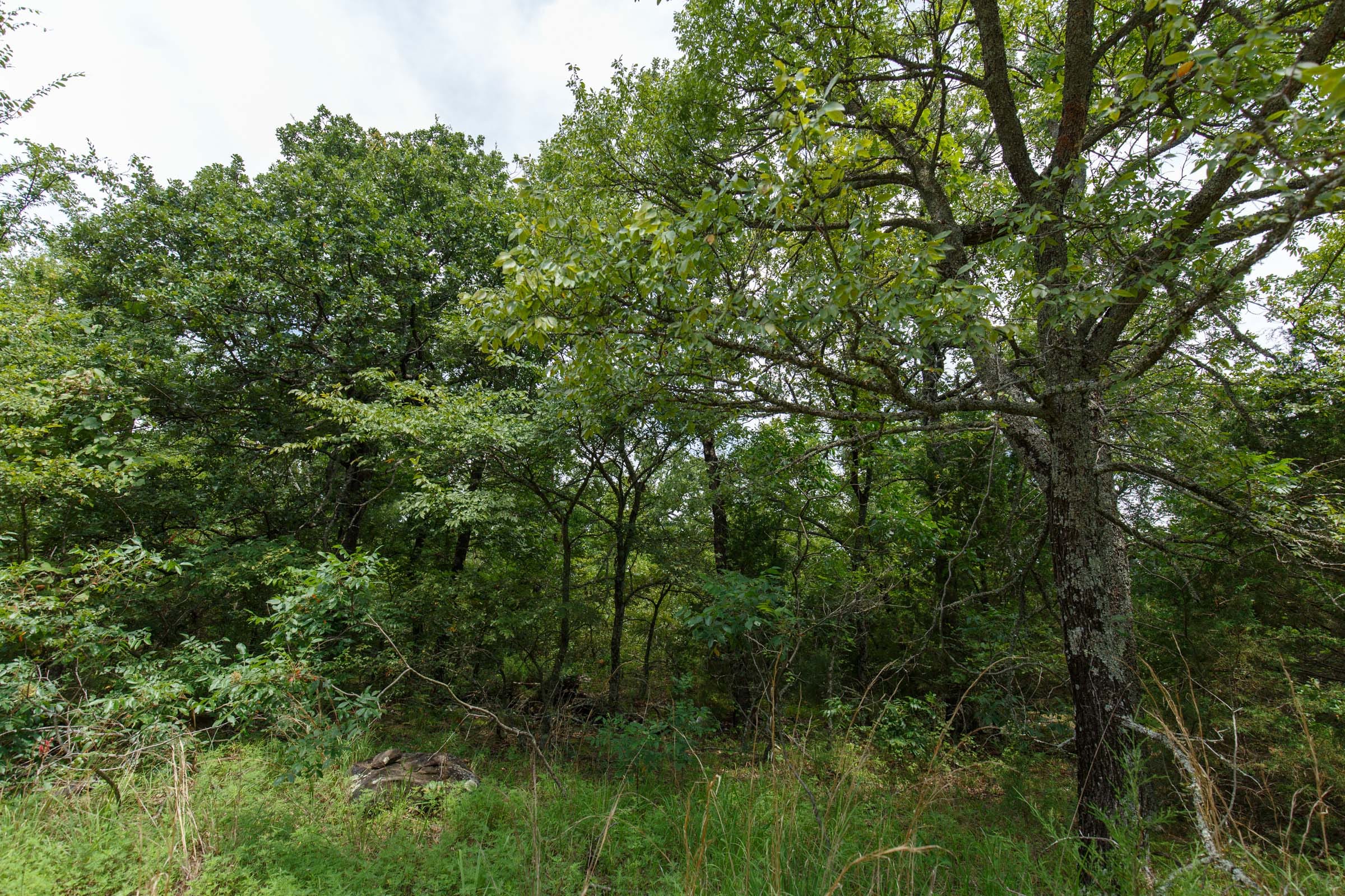 Timber Ridge Tract 33 photo 6