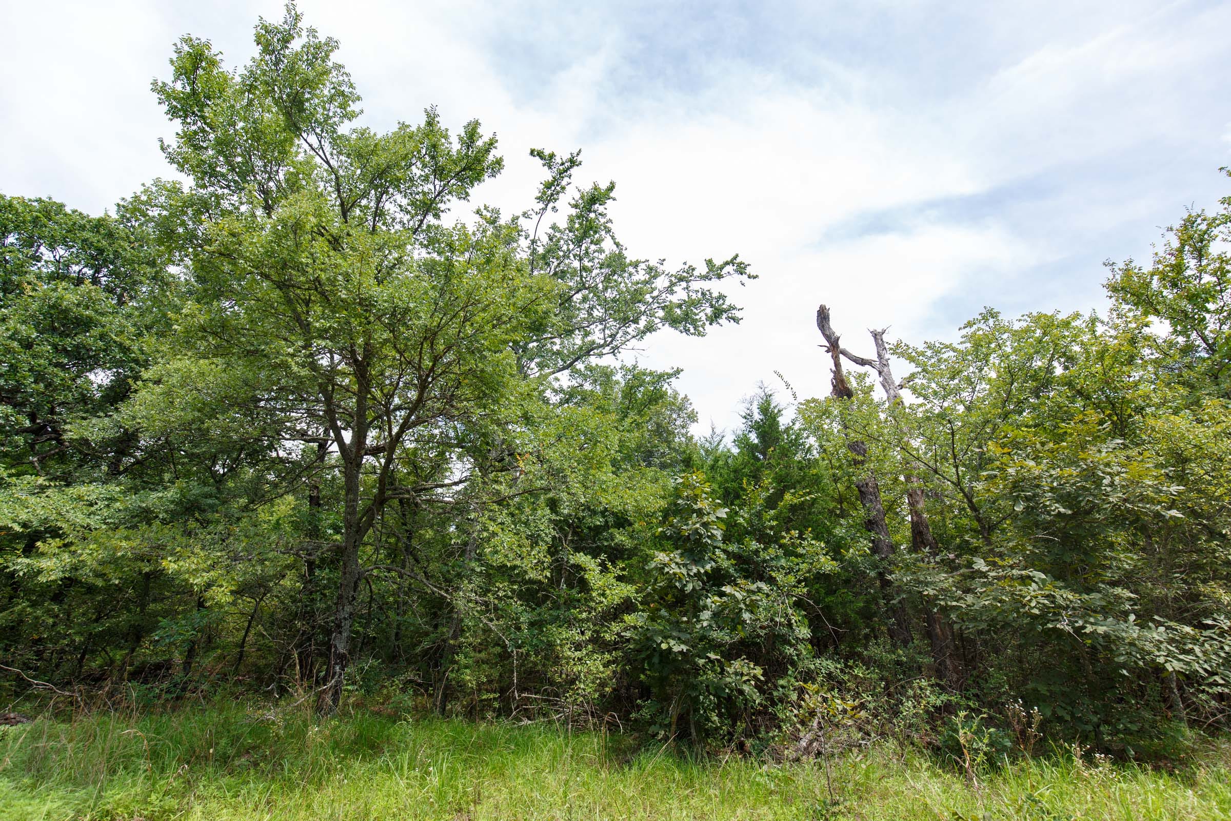 Timber Ridge Tract 33 photo 3