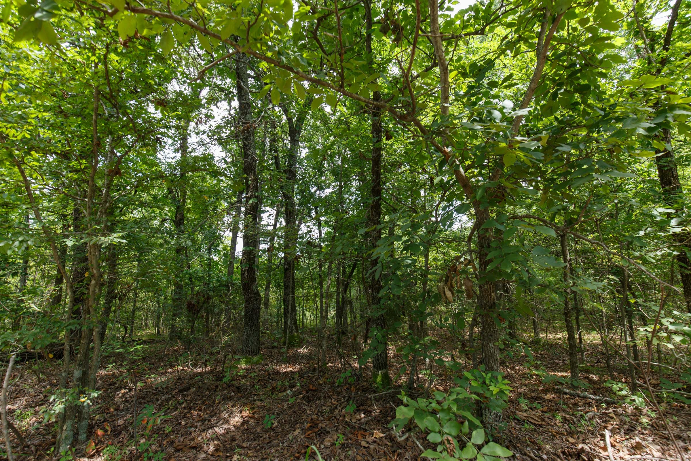 Timber Ridge Tract 33 photo 4