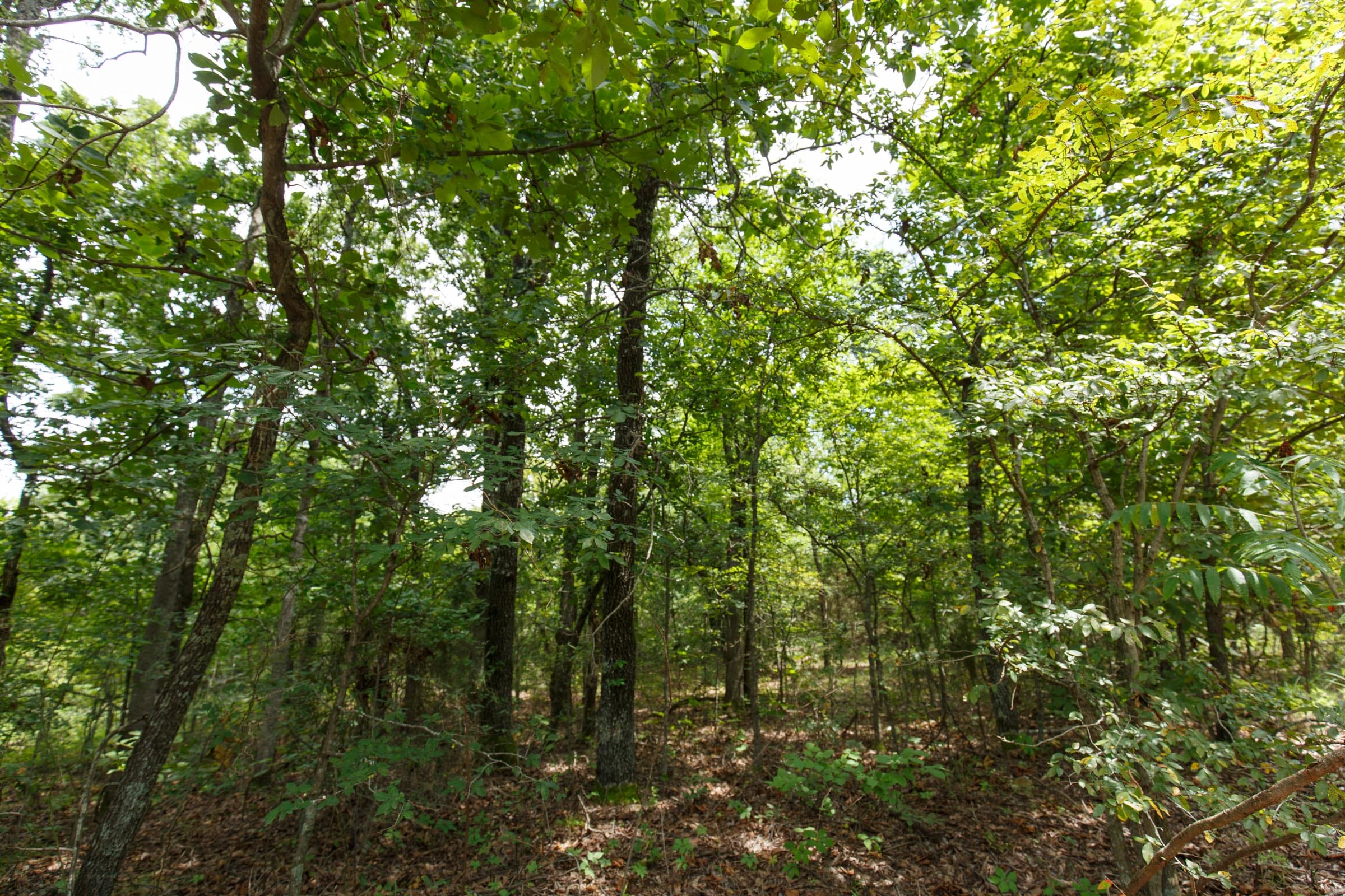 Timber Ridge Tract 33 photo 7