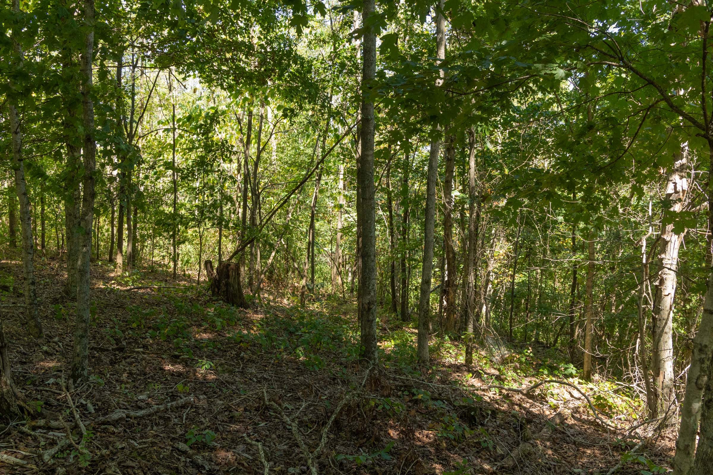 Big White Oak Tract 136 photo 14