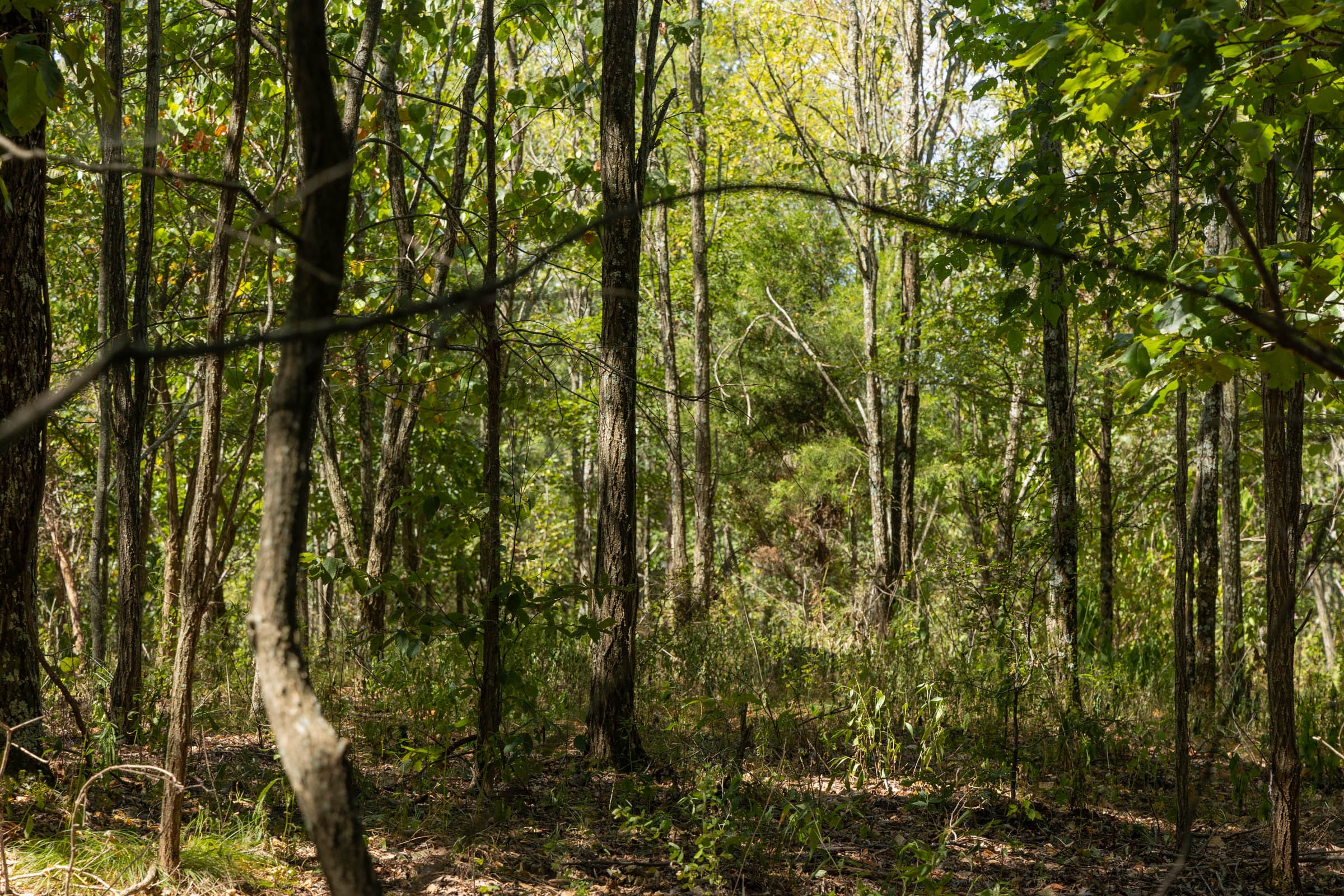 Big White Oak Tract 136 photo 12