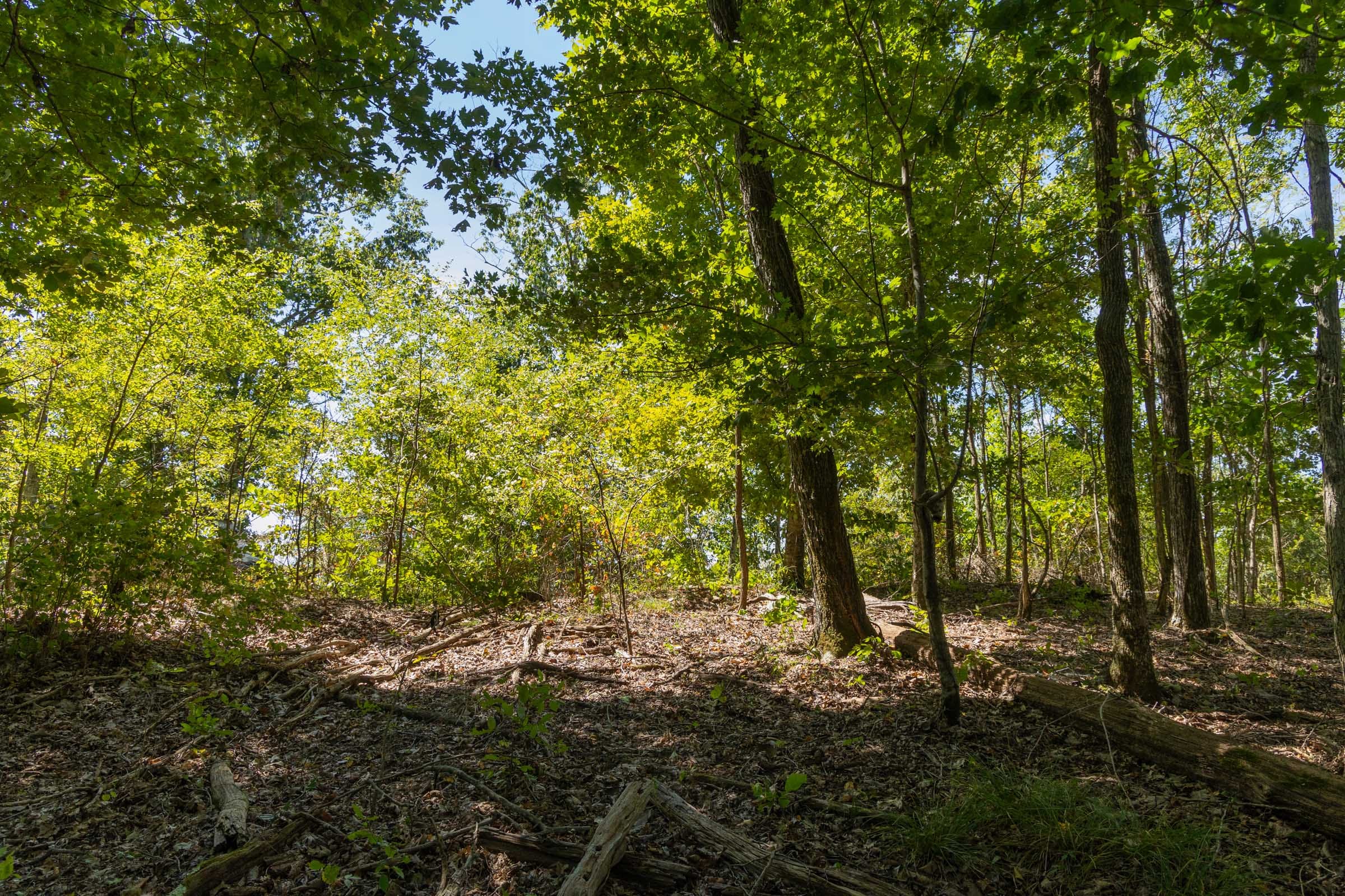 Big White Oak Tract 136 photo 11