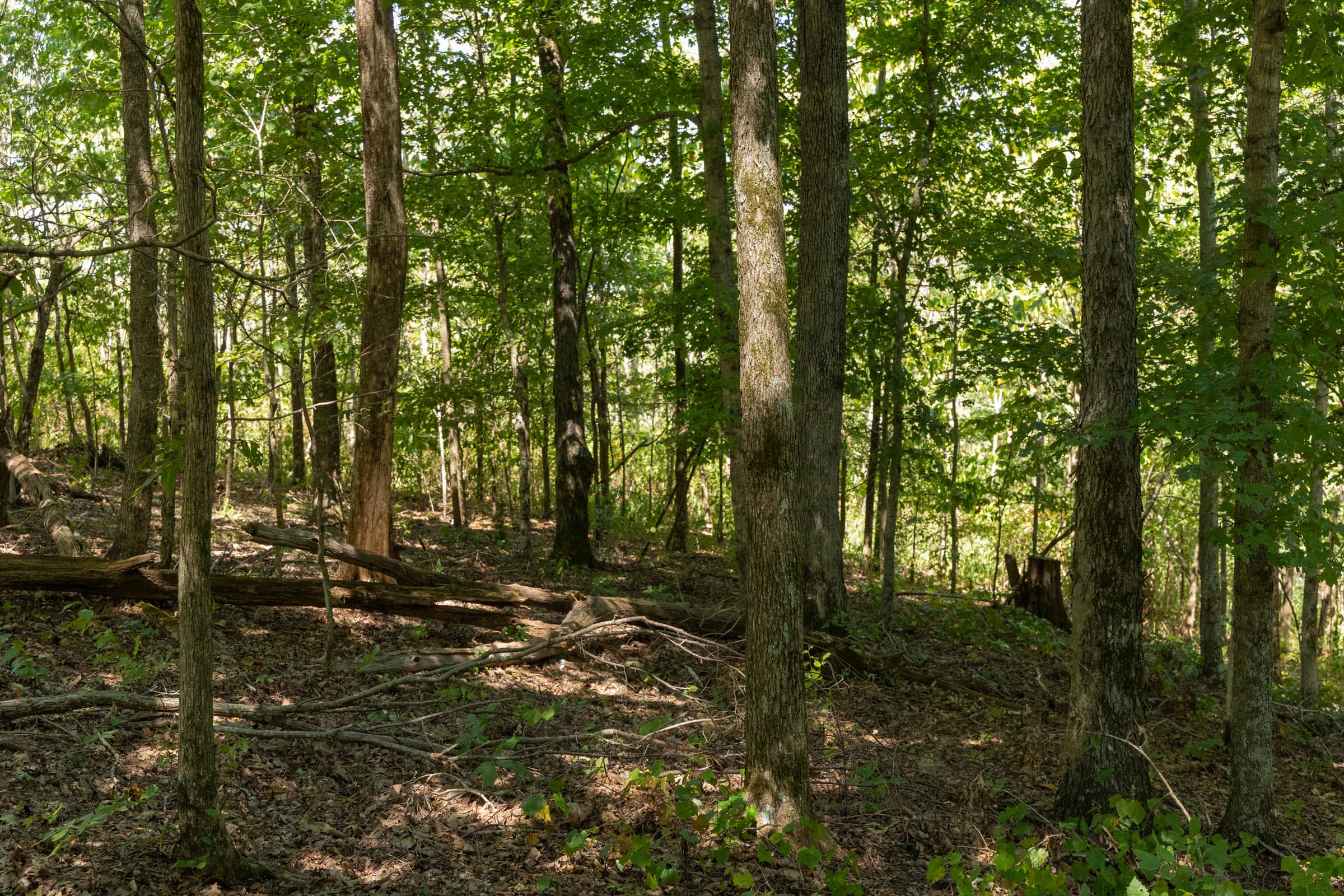 Big White Oak Tract 136 photo 10
