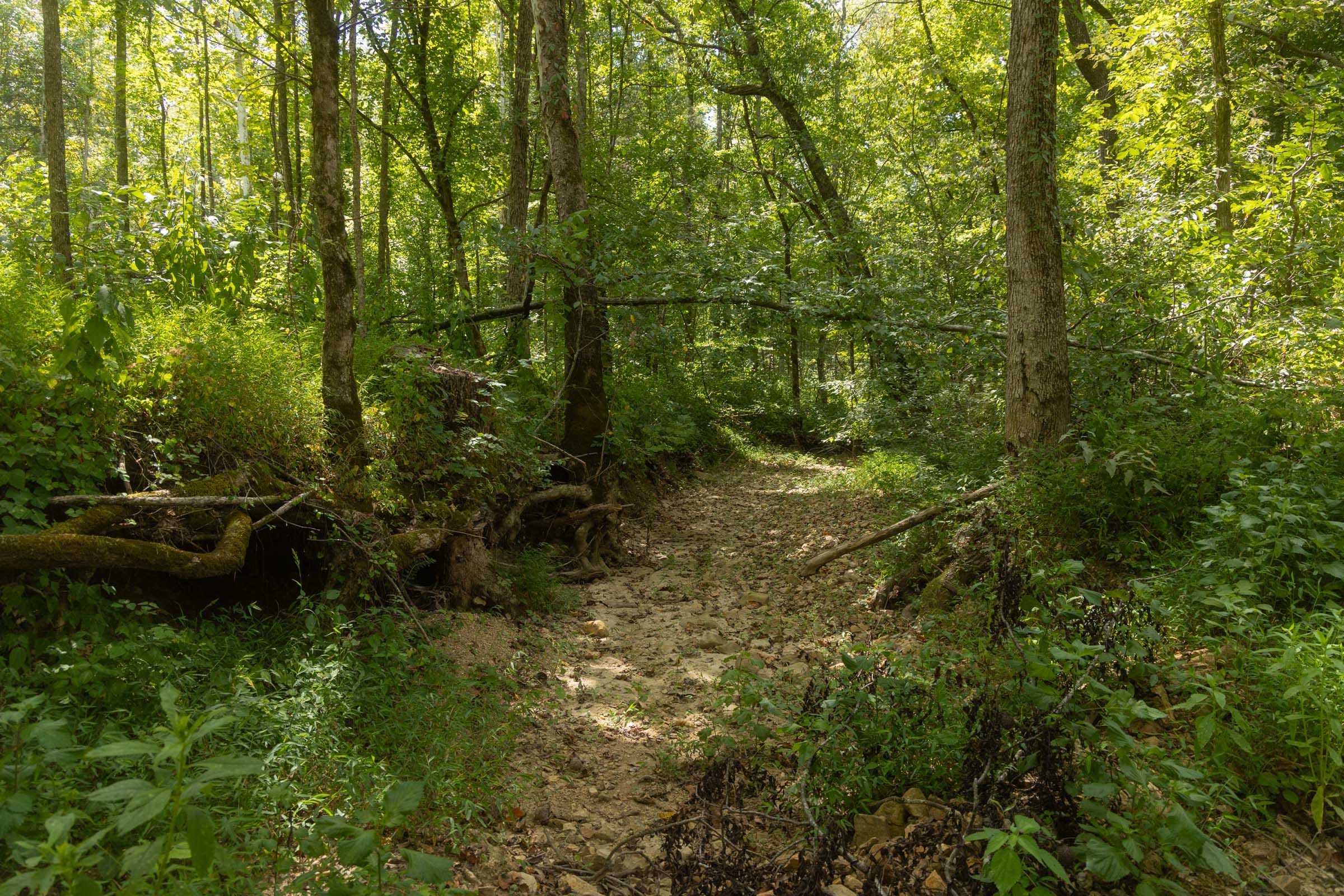 Big White Oak Tract 136 photo 9