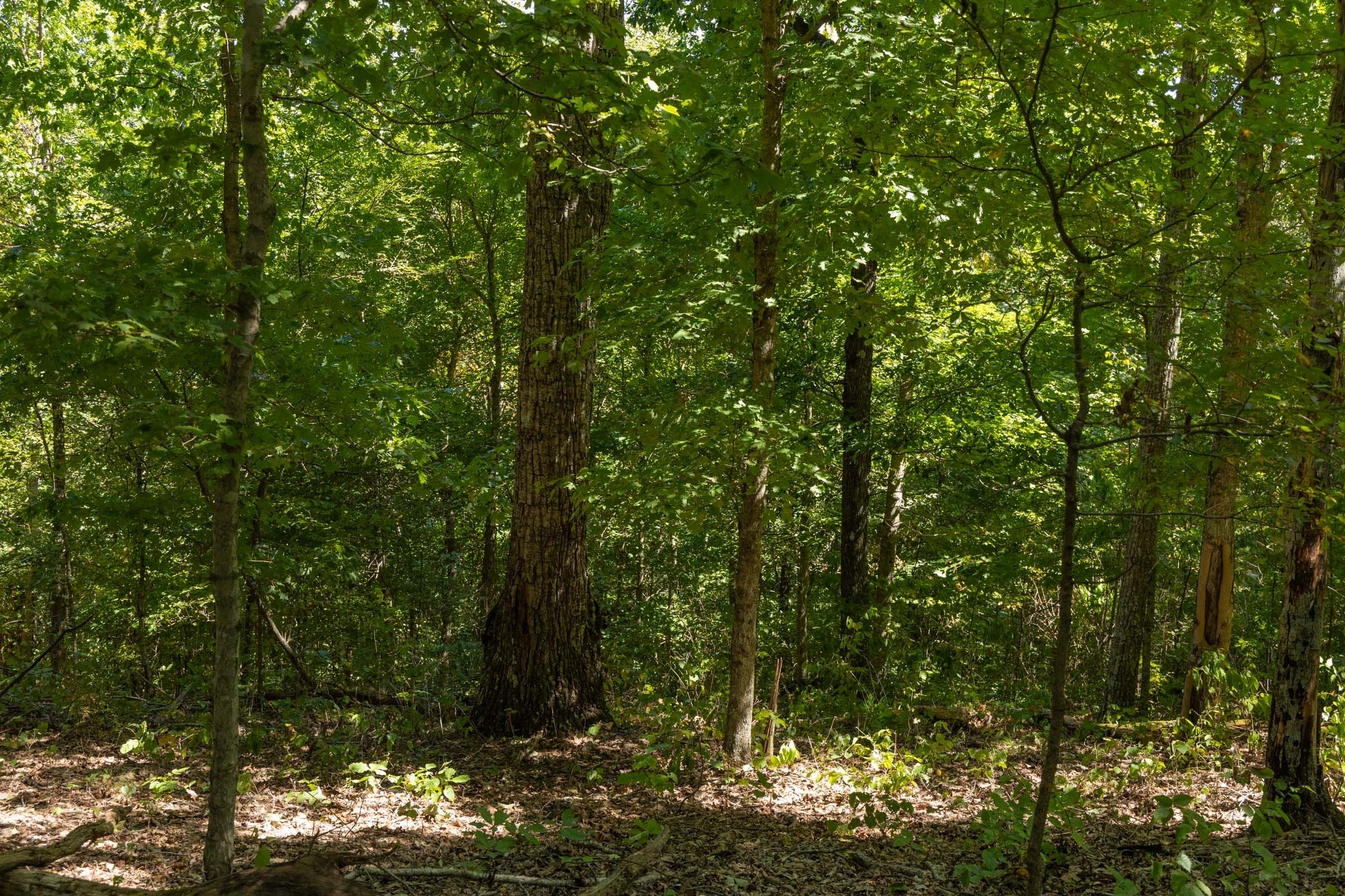Big White Oak Tract 136 photo 7