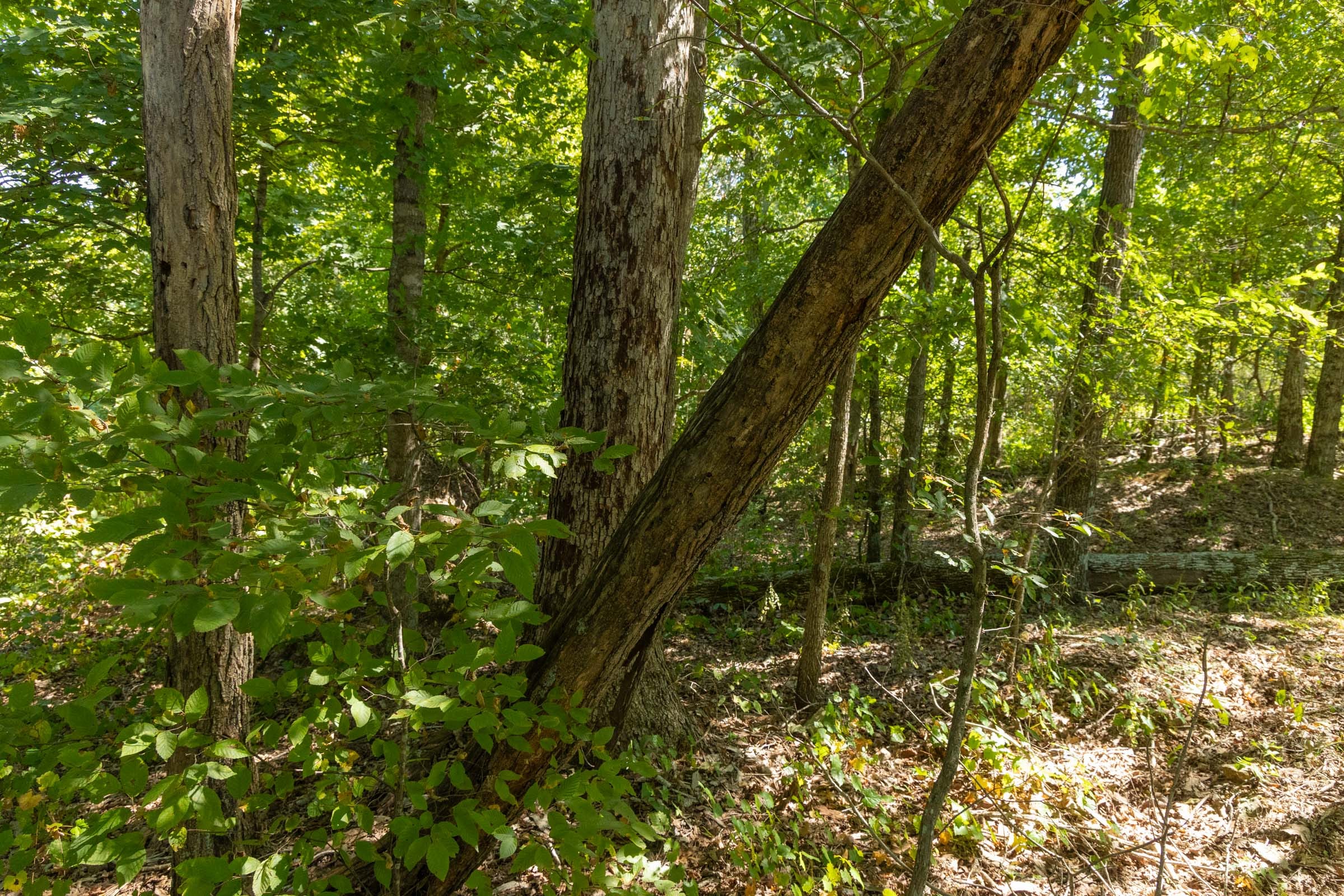 Big White Oak Tract 136 photo 6