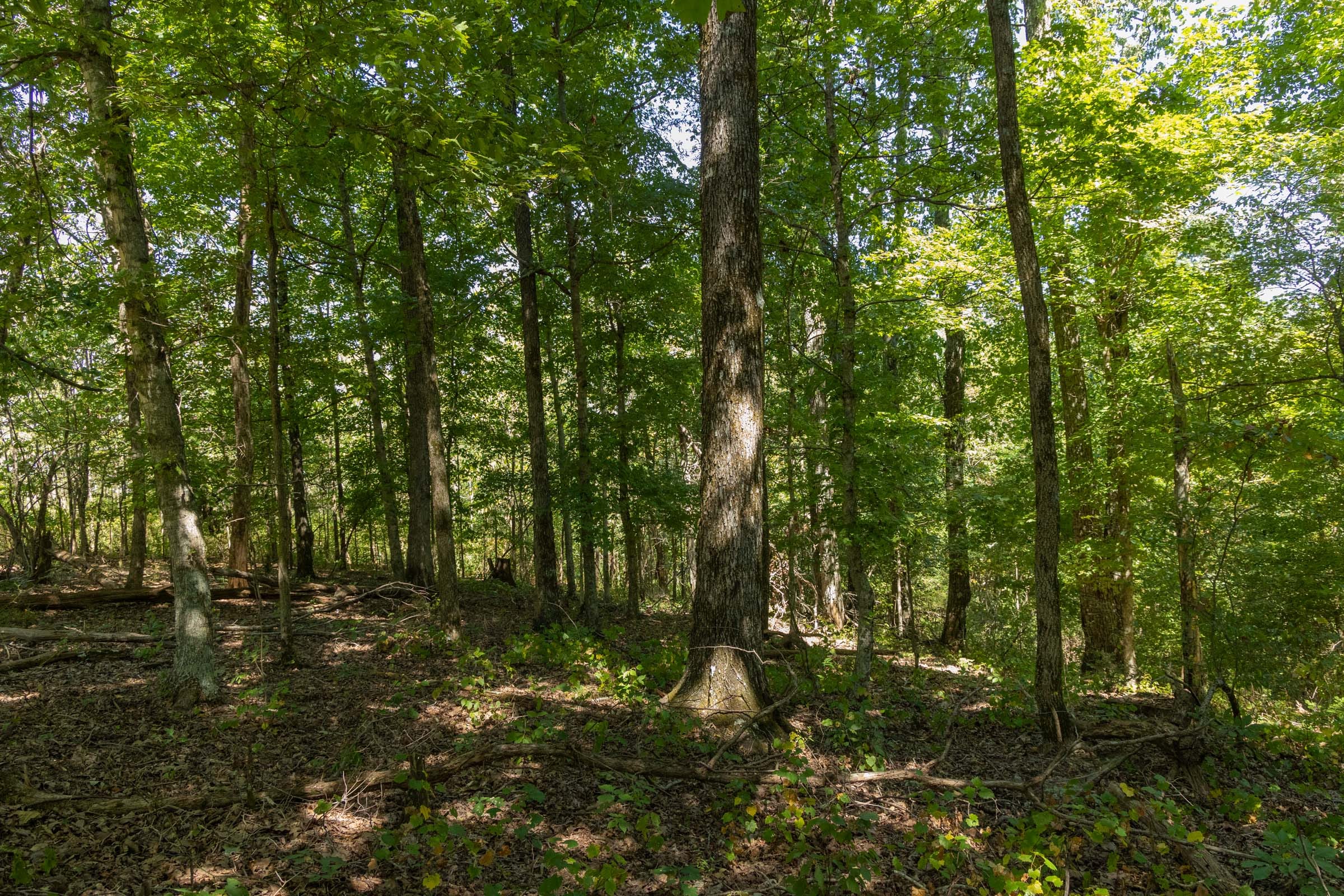 Big White Oak Tract 136 photo 5