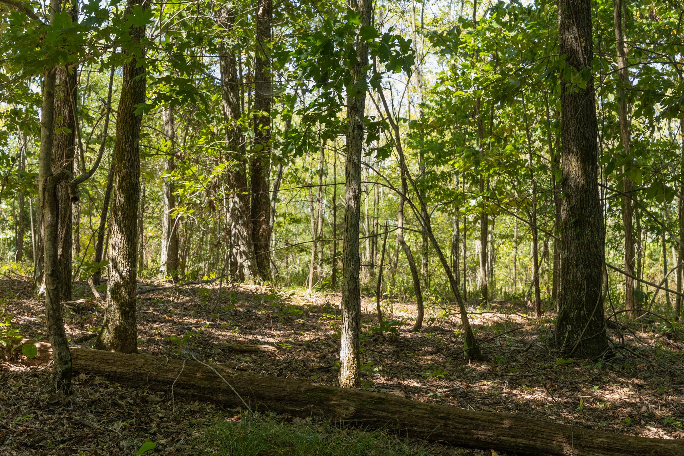 Big White Oak Tract 136 photo 4