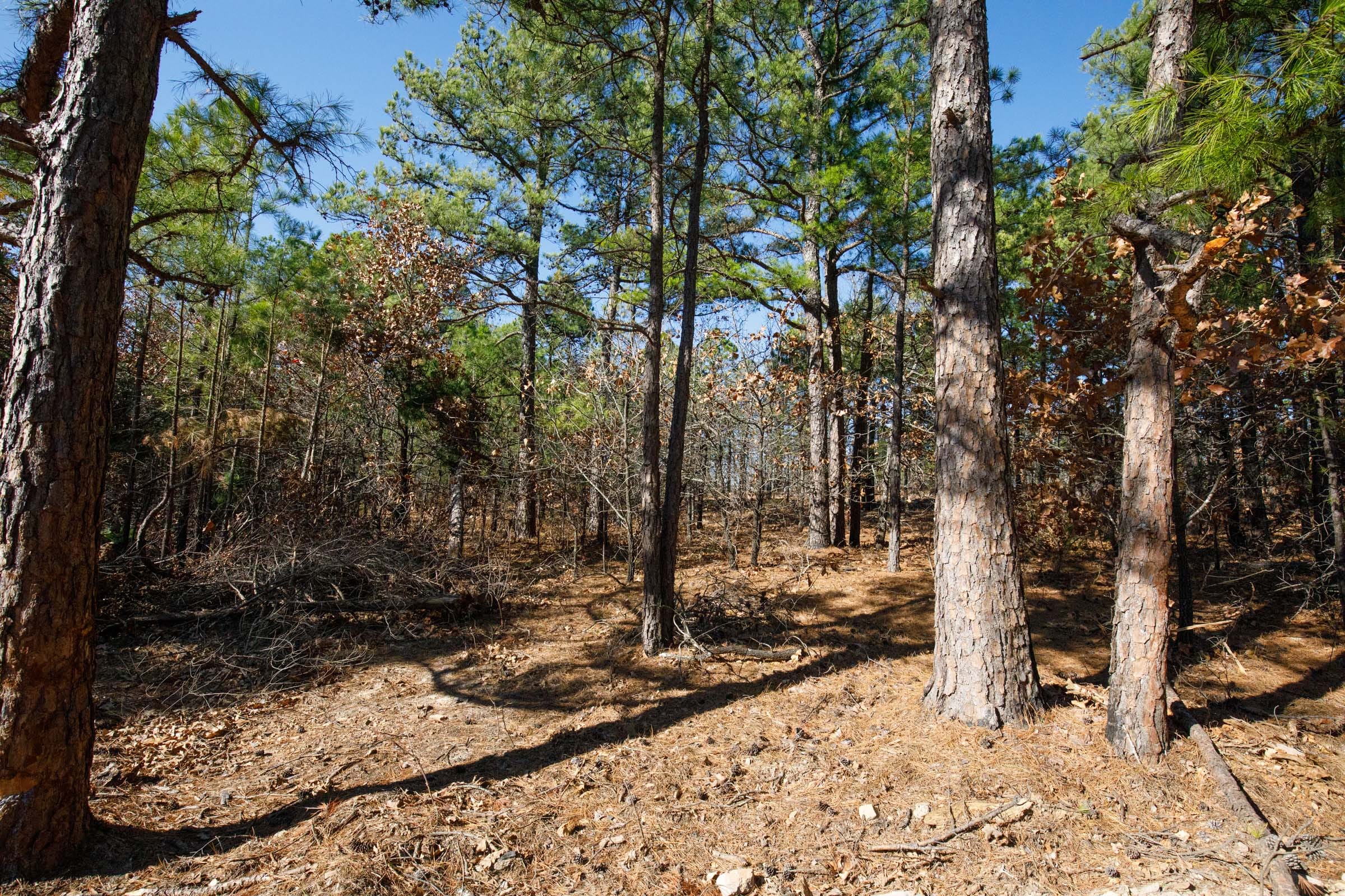 Stone Bridge Phase II Tract 101 photo 3