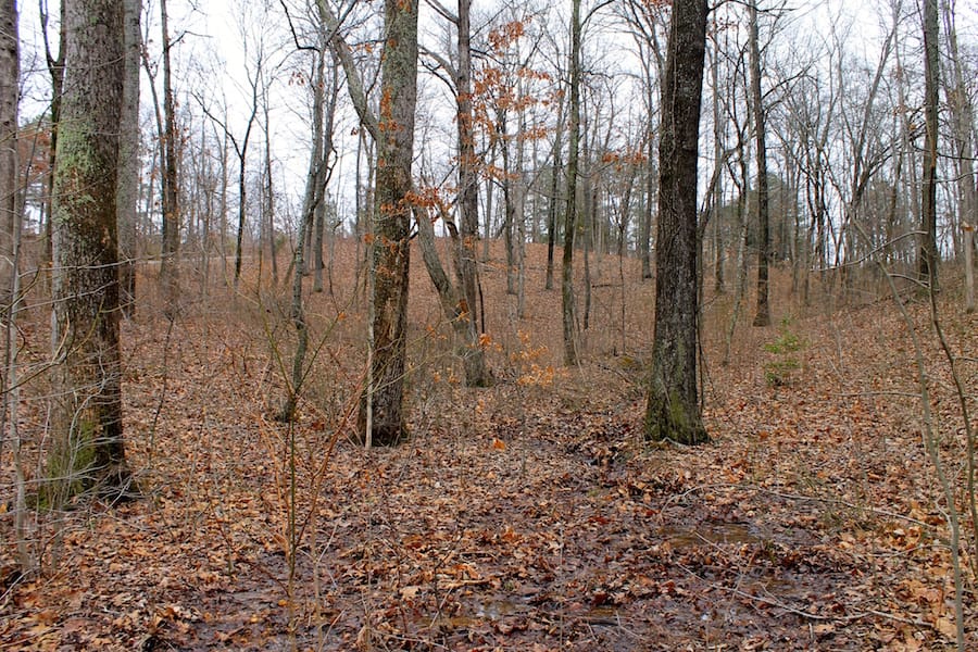 The Tennessean Tract 15 photo 10