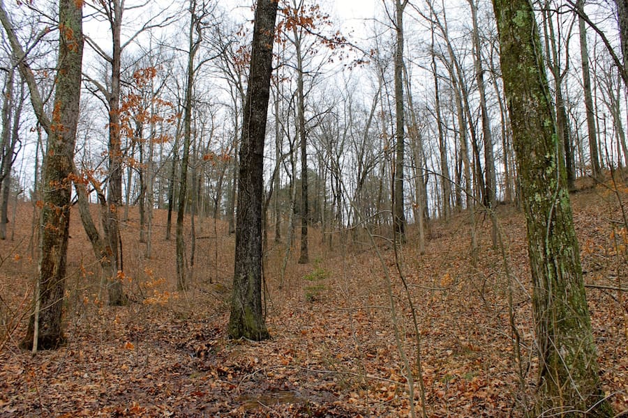 The Tennessean Tract 15 photo 11