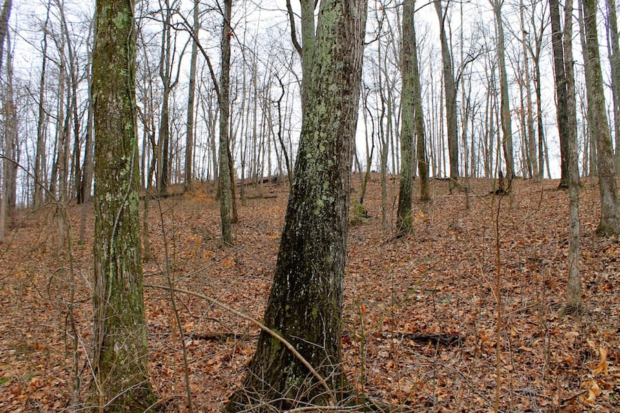 The Tennessean Tract 15 photo 12