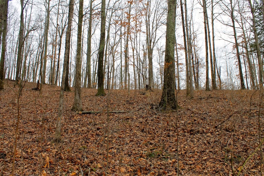 The Tennessean Tract 15 photo 13