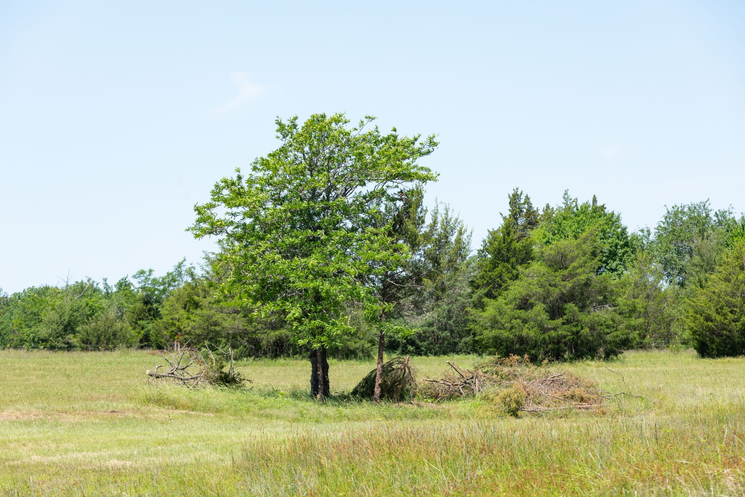 Wildflower Reserve Tract 2 photo 5
