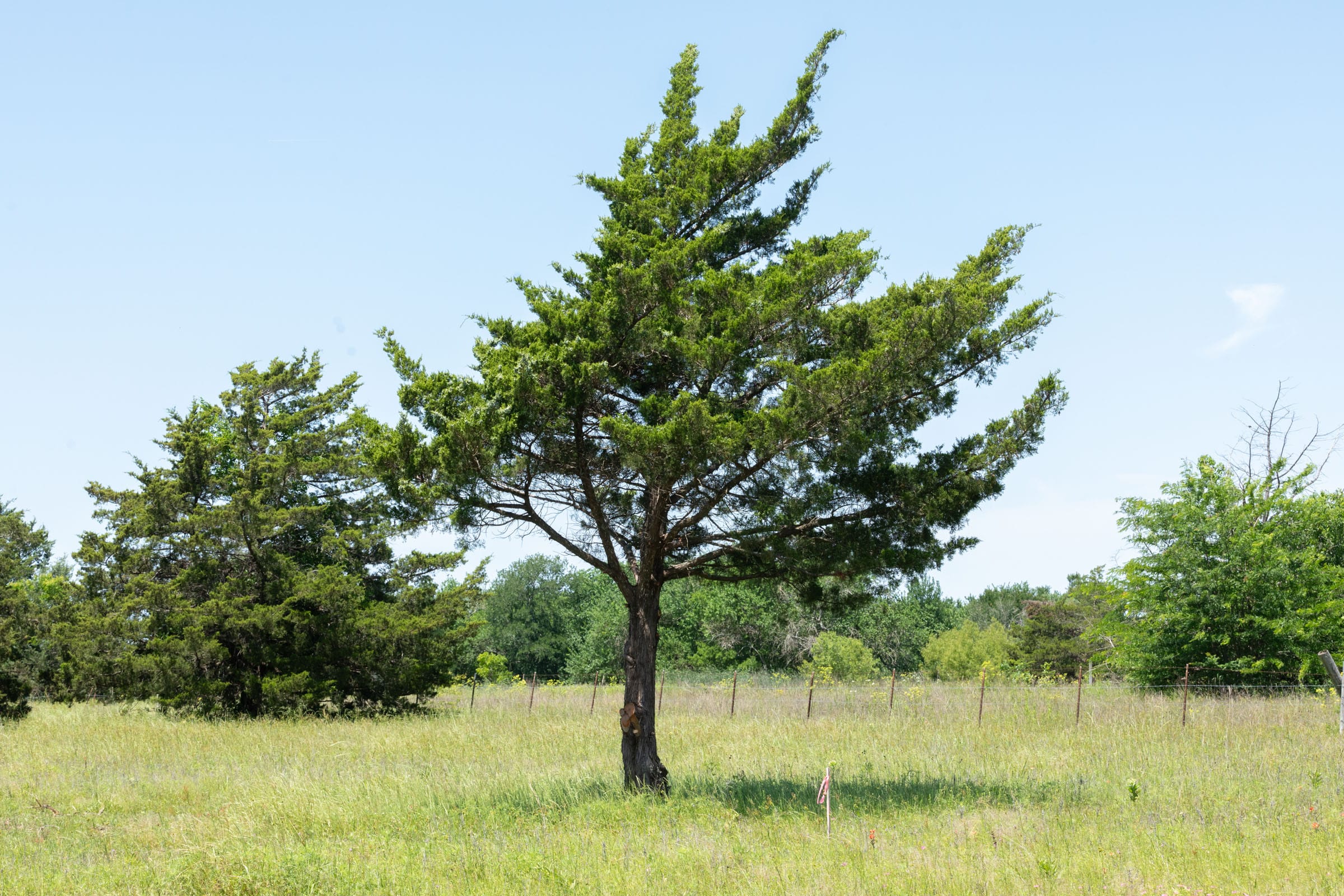 Wildflower Reserve Tract 2 photo 25