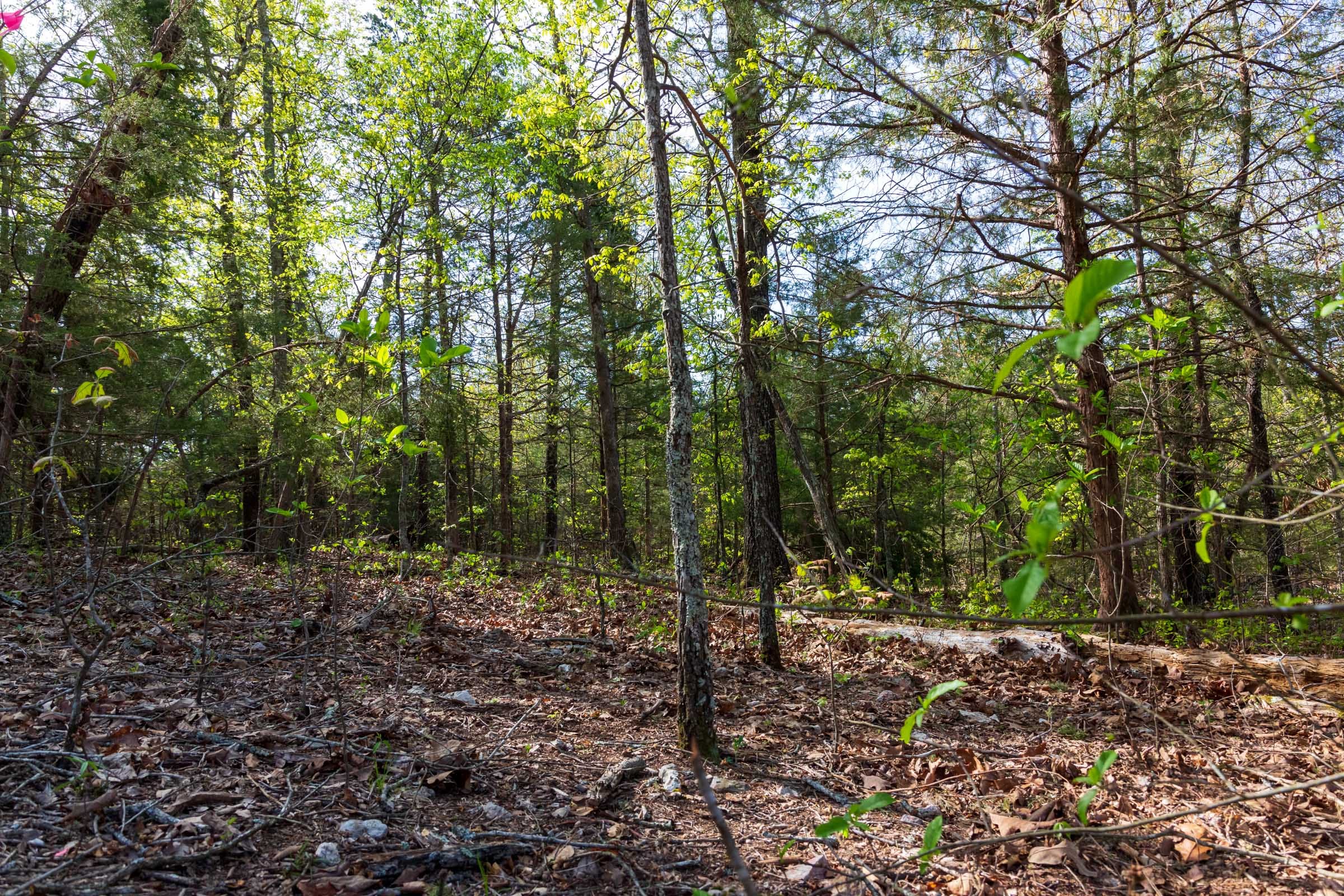 Autumnwood Tract 5 photo 2
