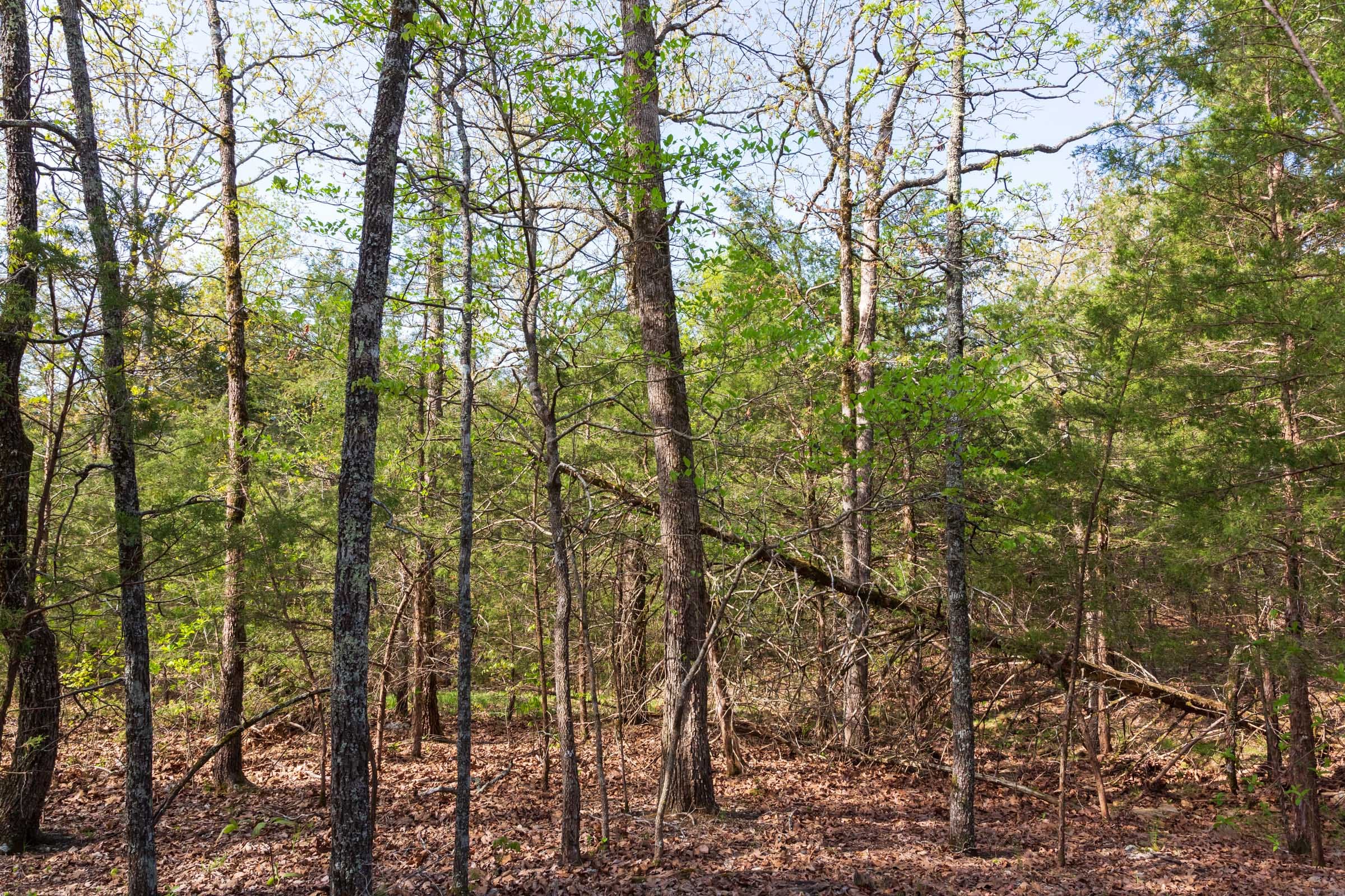 Autumnwood Tract 5 photo 3