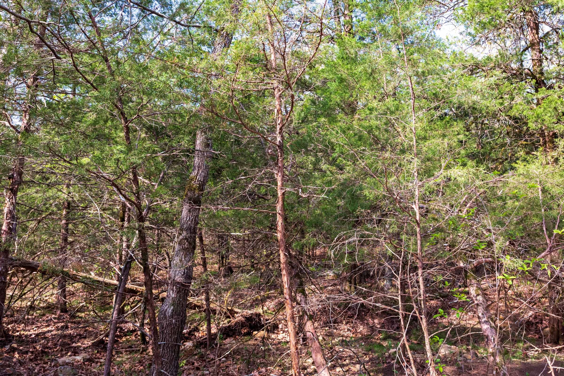 Autumnwood Tract 5 photo 4