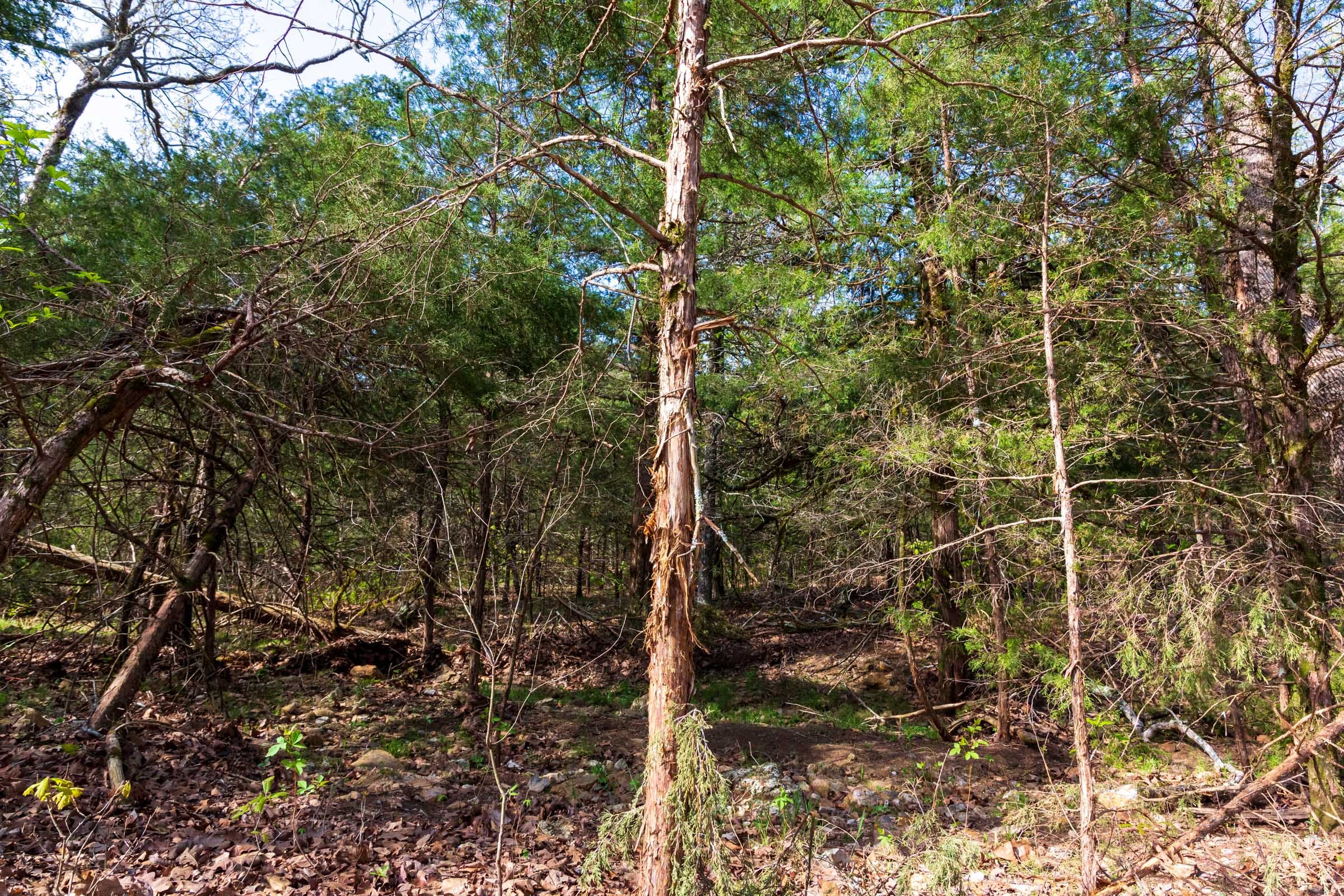 Autumnwood Tract 5 photo 5