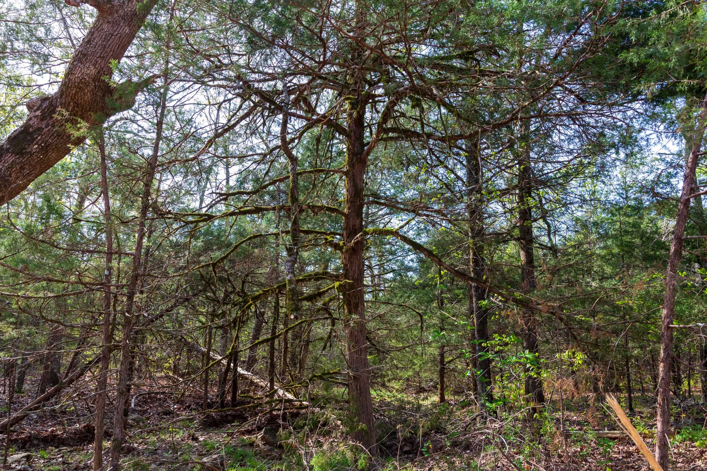 Autumnwood Tract 5 photo 6