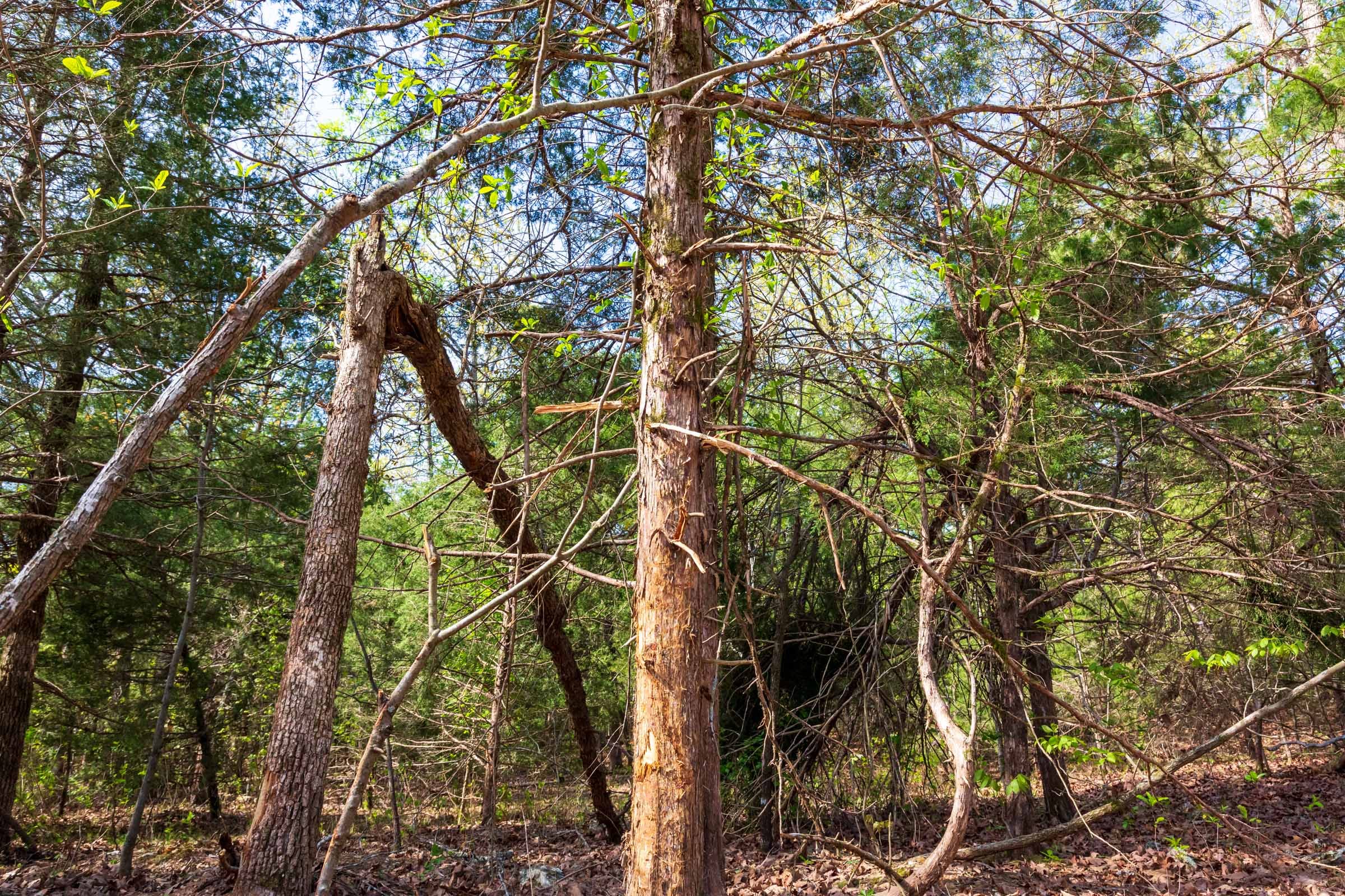 Autumnwood Tract 5 photo 7