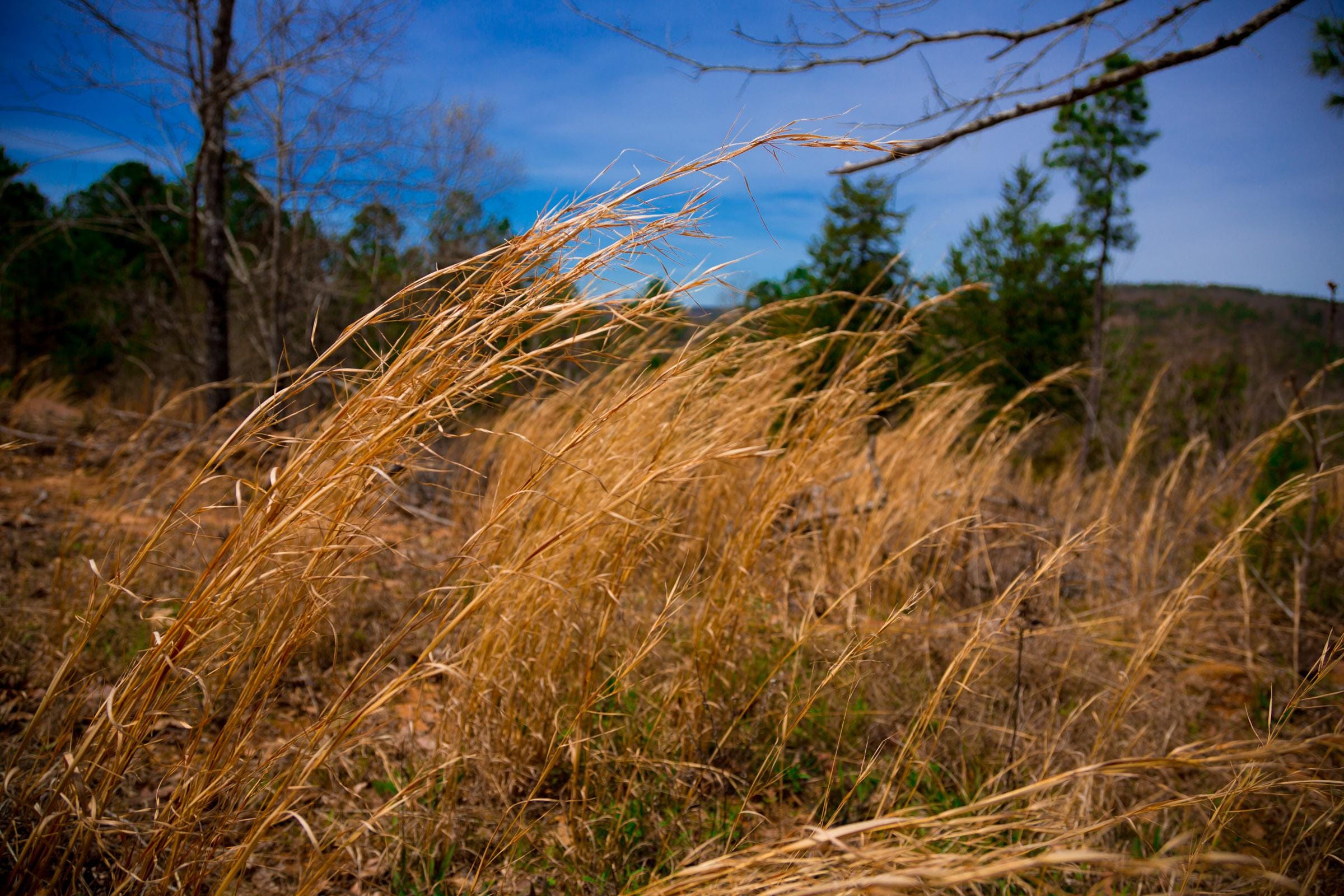 Stone Creek Phase II Tract 198 photo 6