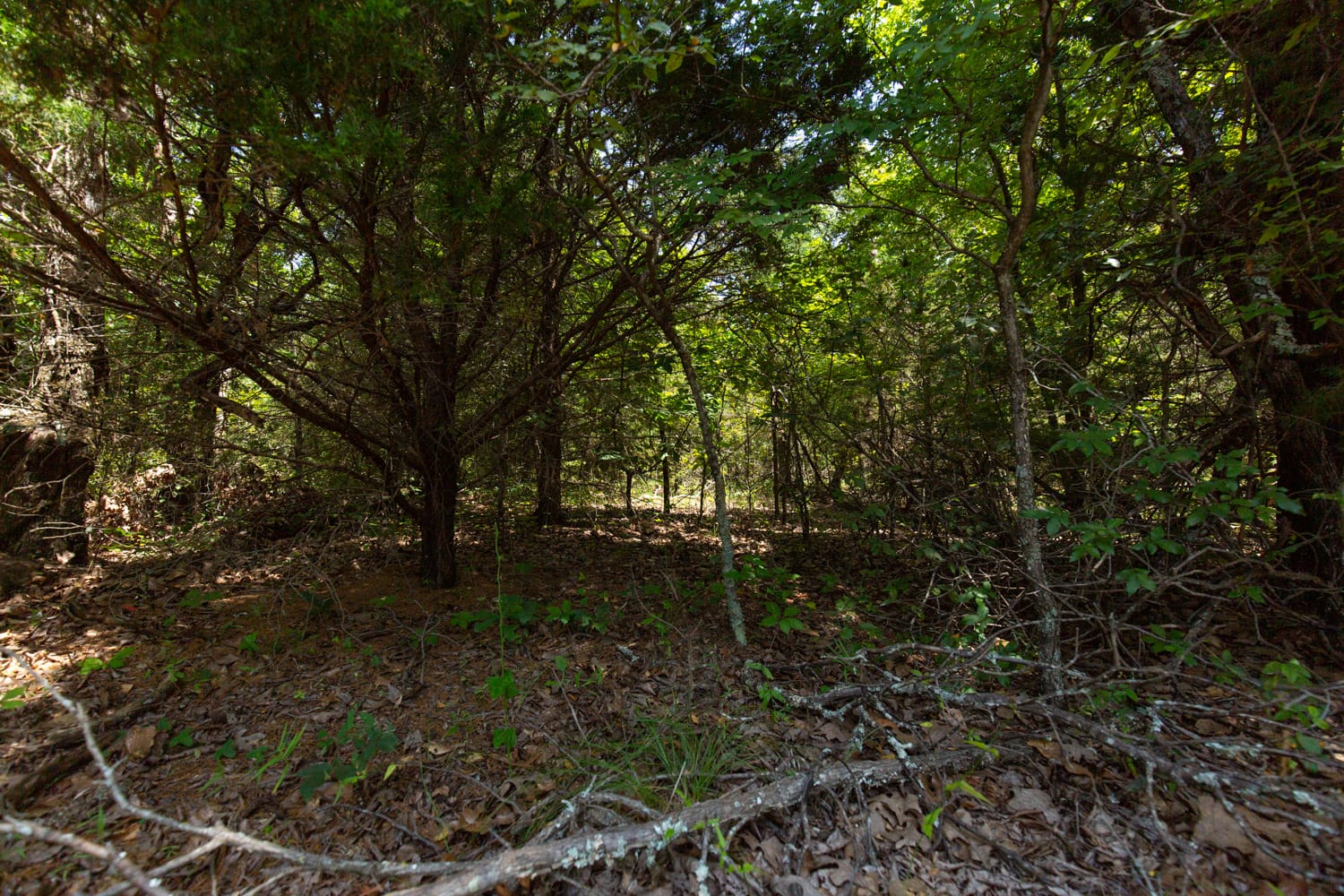 Timber Ridge Tract 53 photo 4