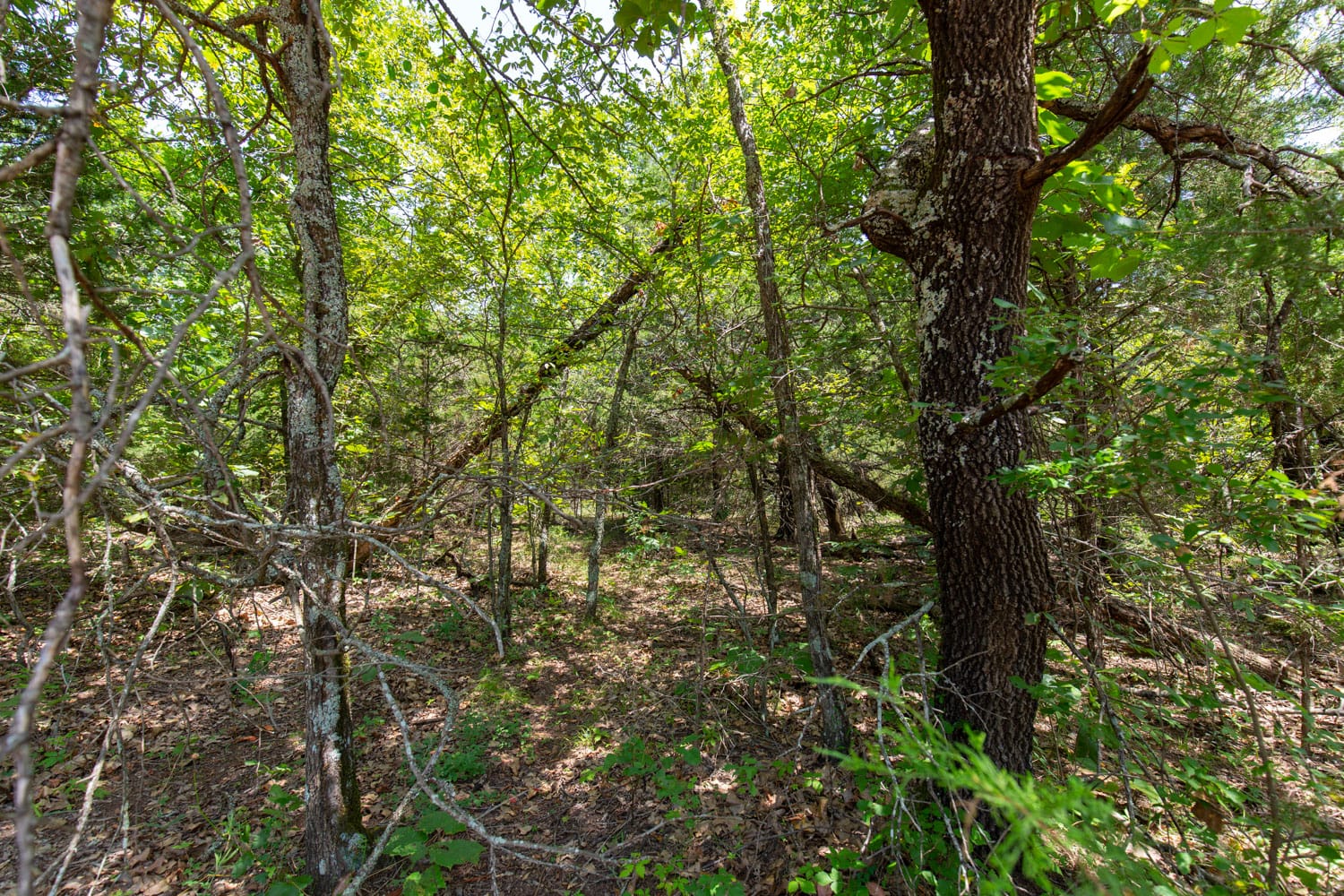 Timber Ridge Tract 53 photo 6