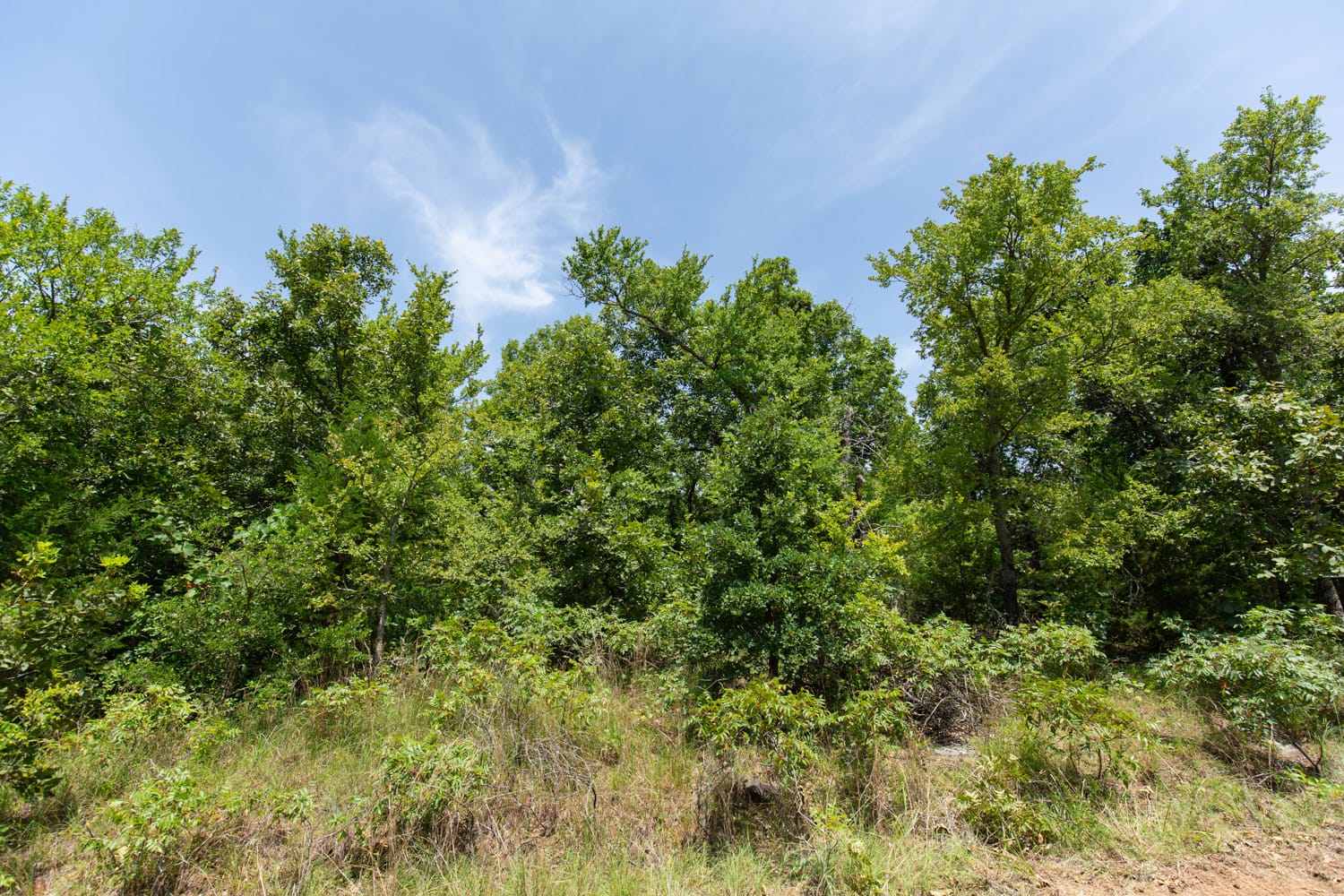Timber Ridge Tract 53 photo 8