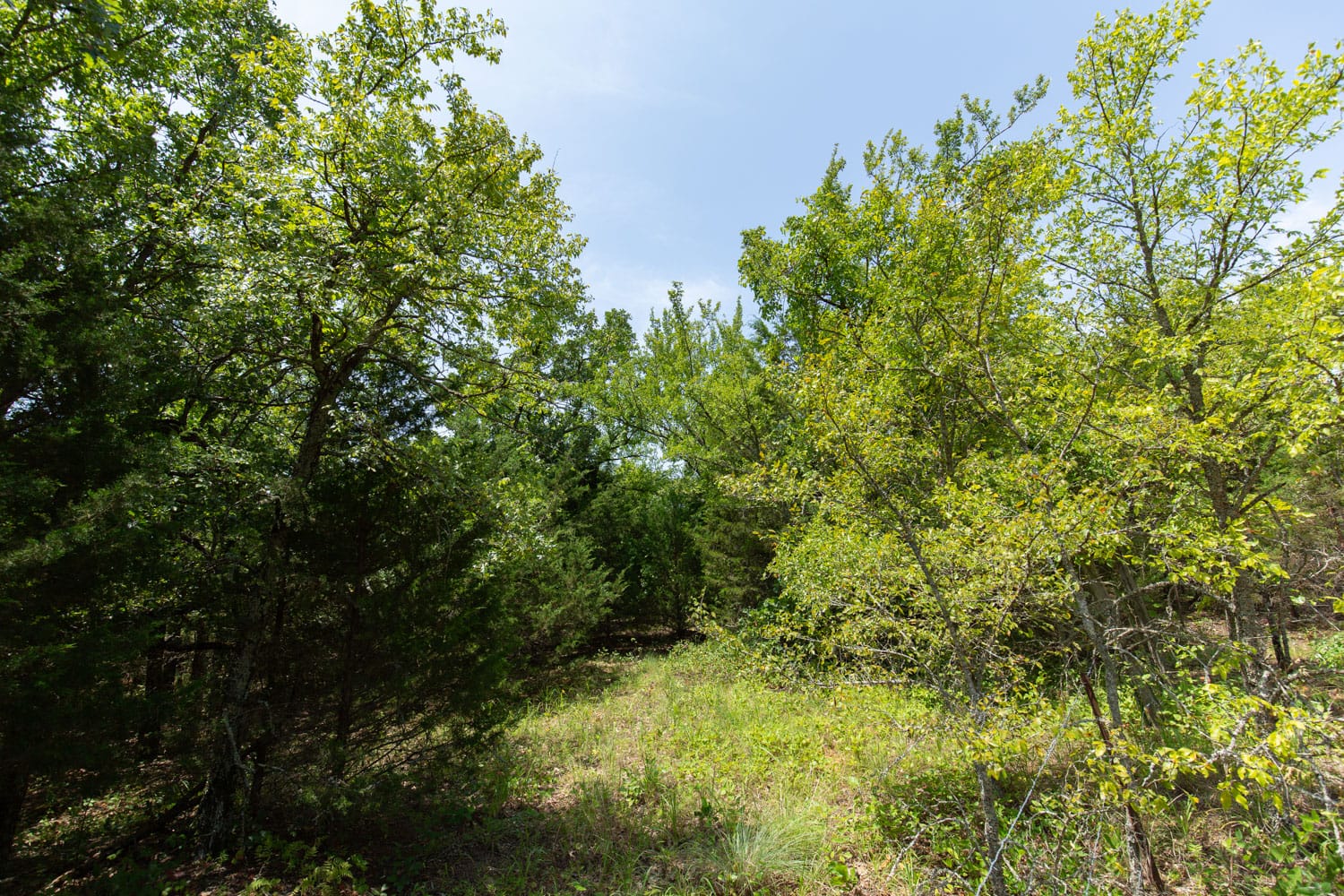 Timber Ridge Tract 53 photo 9