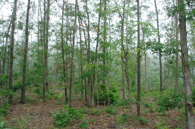 Deer Valley Tract 10 photo 3