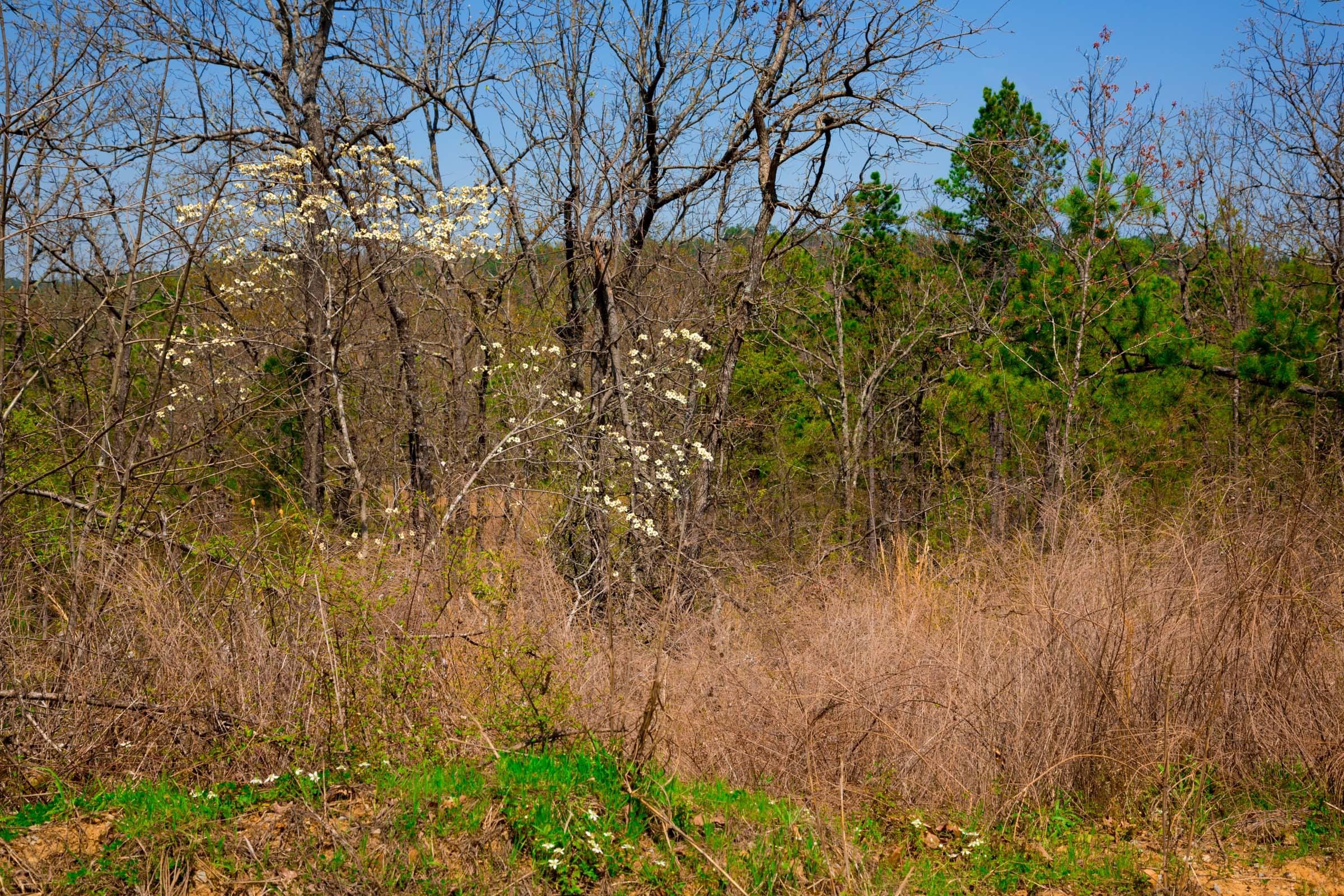 Stone Creek Phase II Tract 237 photo 14