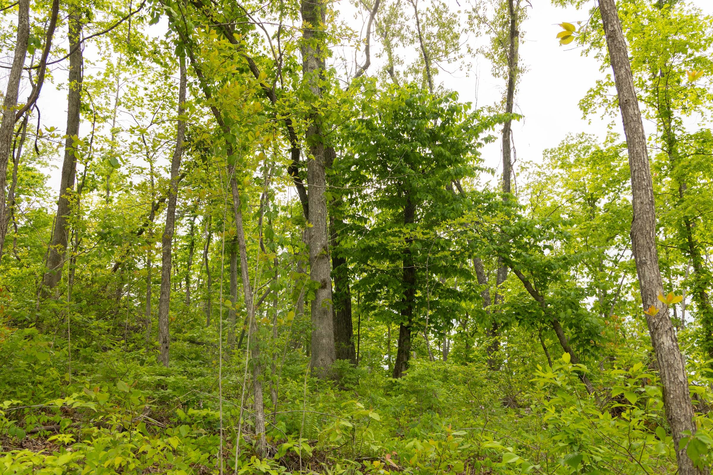 Stardust Estates Tract 6 photo 13