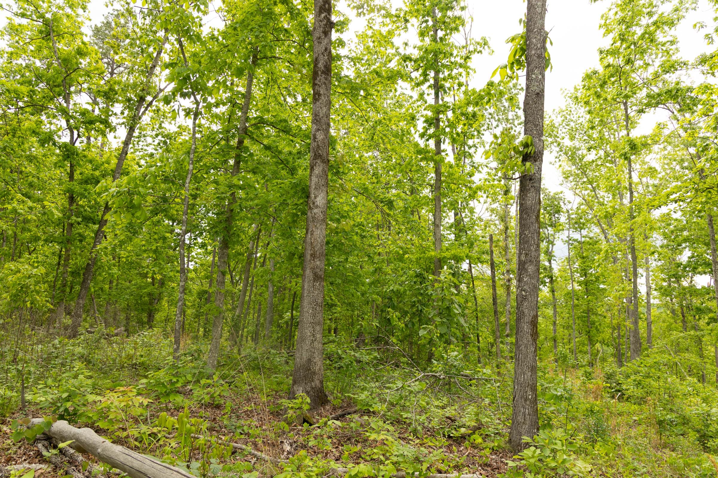 Stardust Estates Tract 6 photo 12