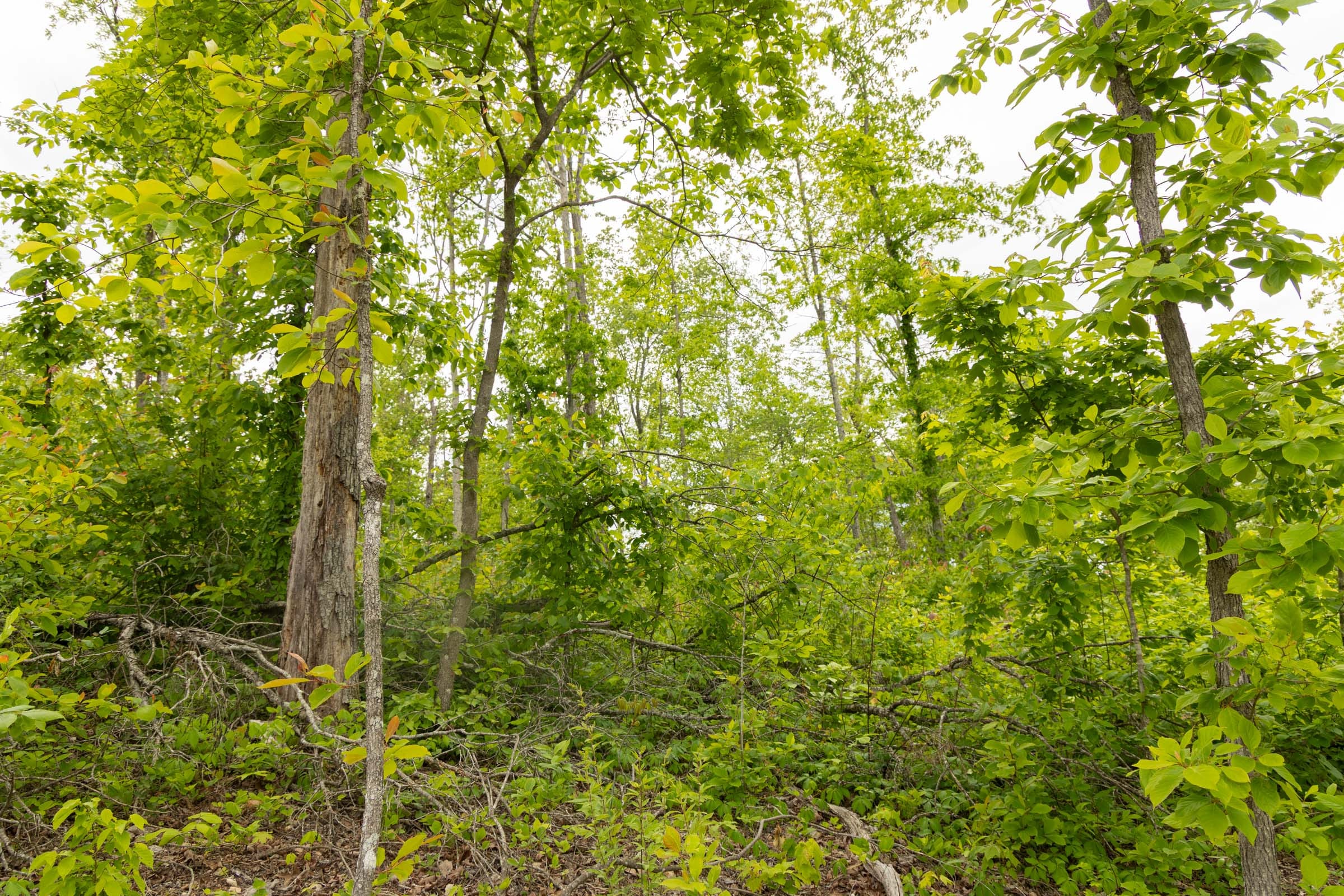 Stardust Estates Tract 6 photo 8