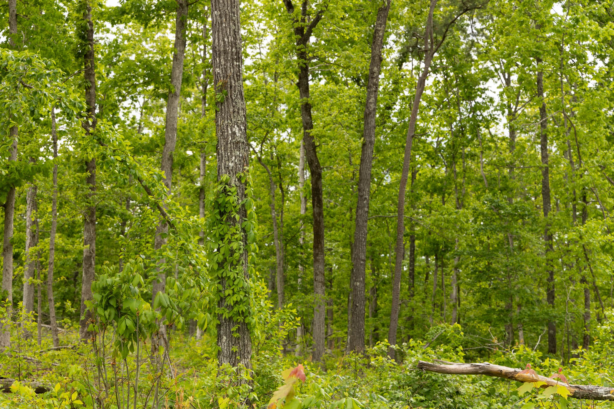 Stardust Estates Tract 6 photo 7