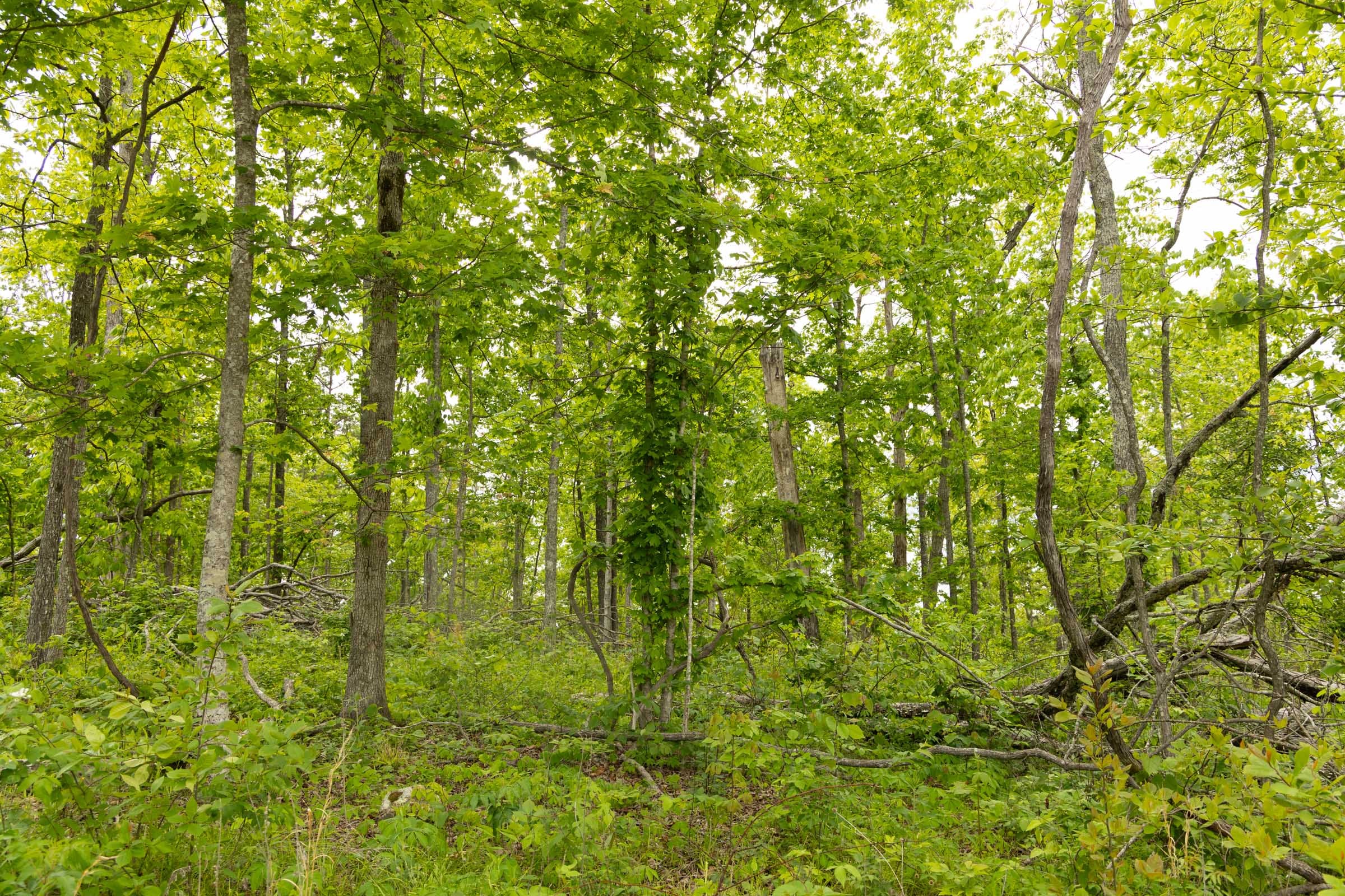 Stardust Estates Tract 6 photo 5