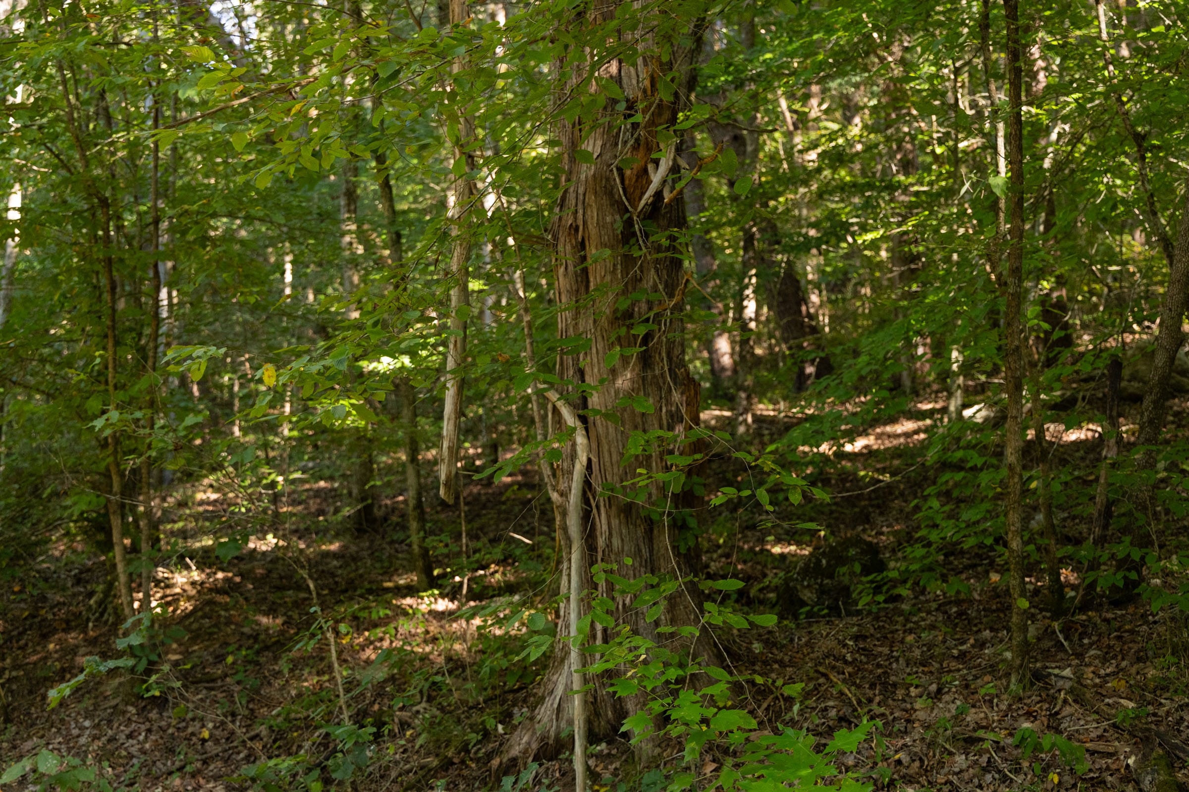 Big White Oak Tract 81 photo 11