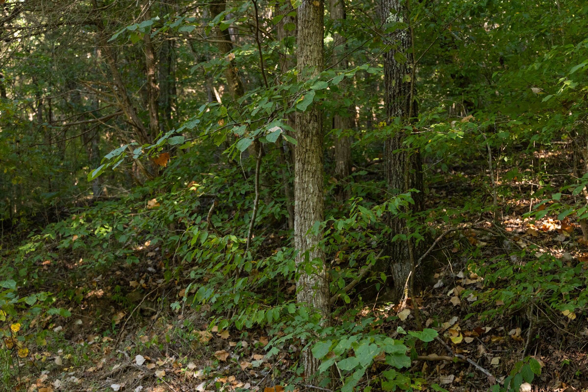 Big White Oak Tract 81 photo 9